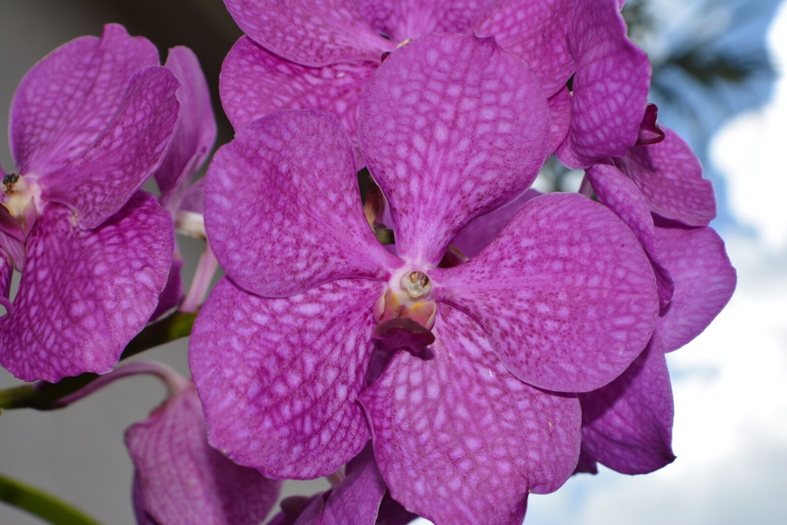 Nikon D7100 sample photo. Orchid, bloom, pink photography