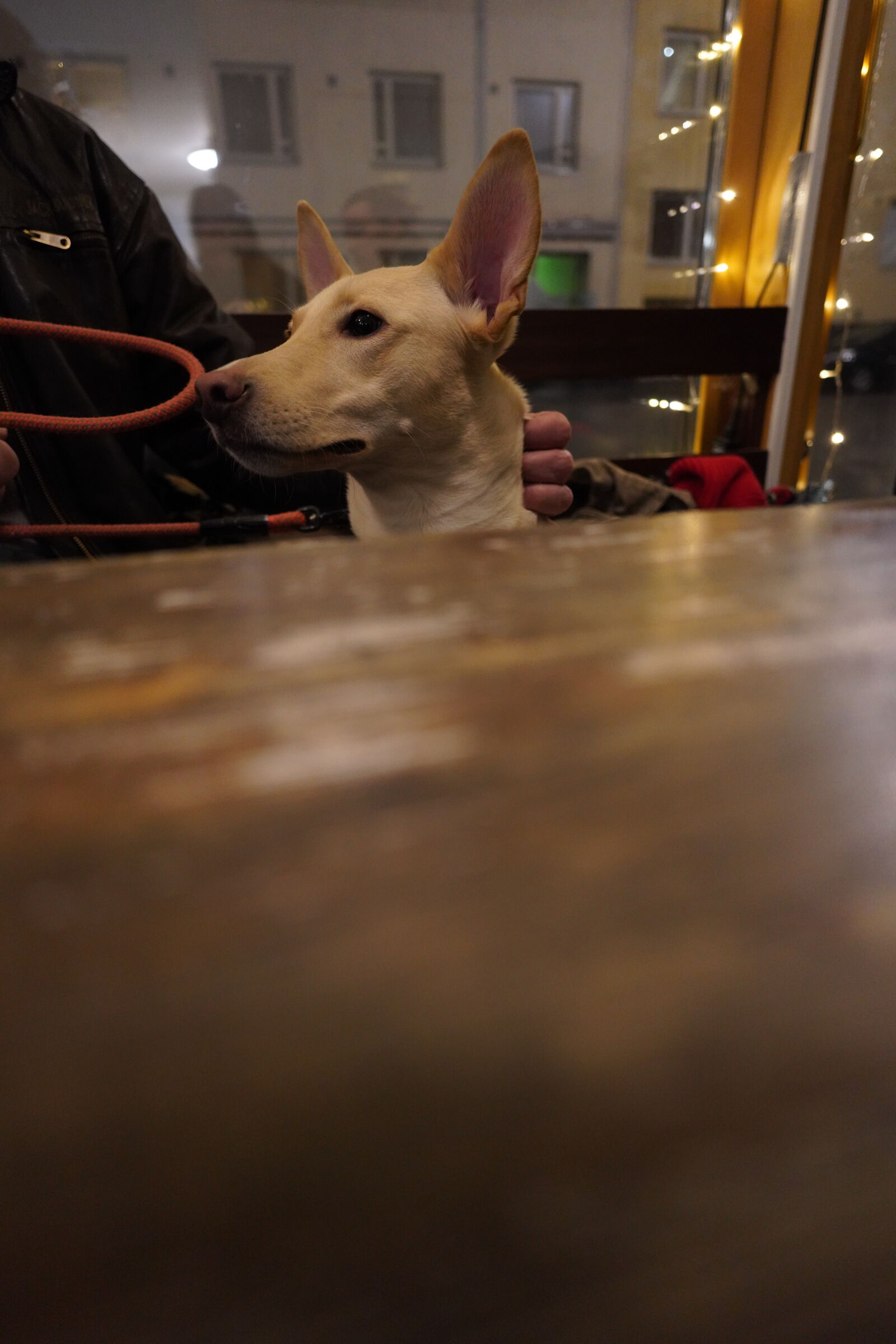 Tamron 20mm F2.8 Di III OSD M1:2 sample photo. Curious dog of the photography