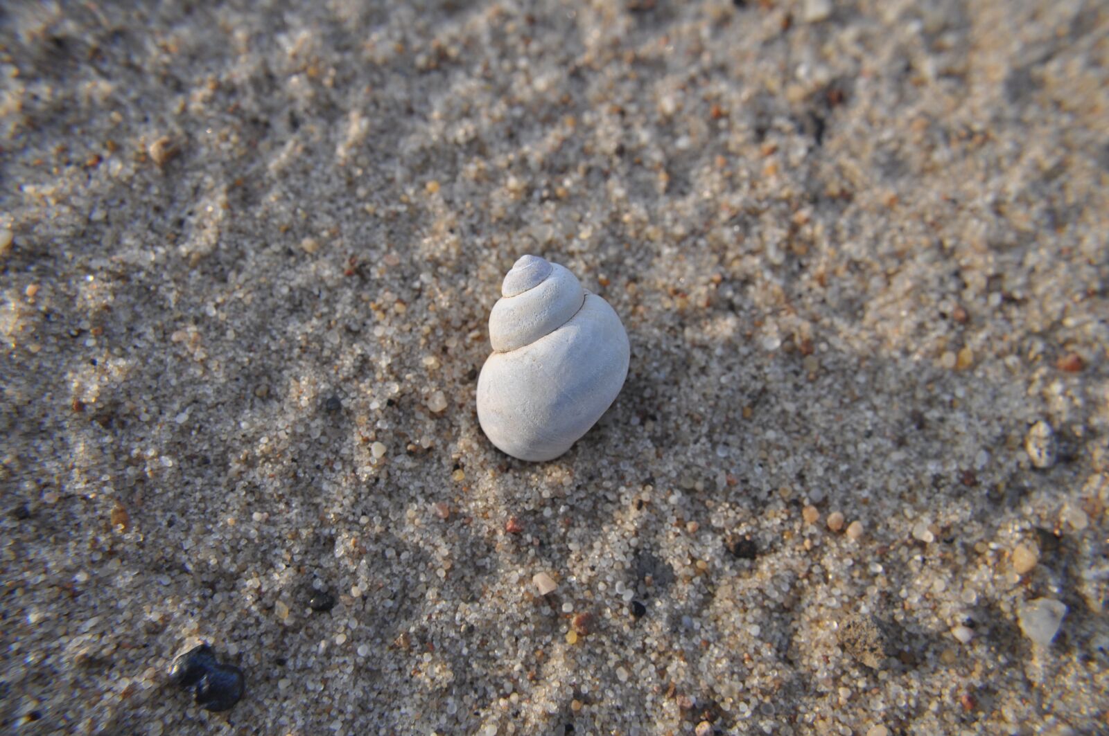 Nikon D5000 sample photo. Seashell, beach, water photography