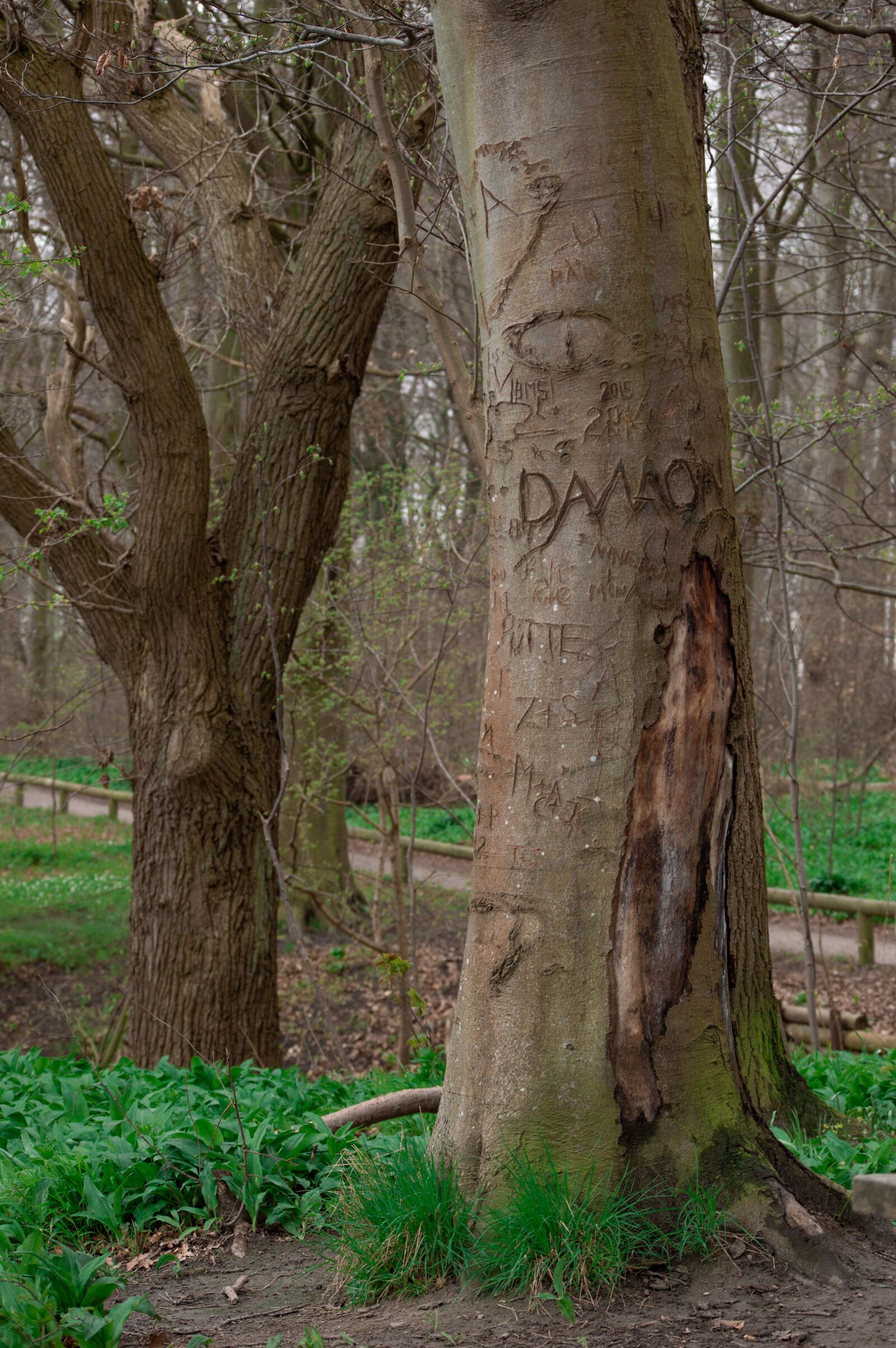 Nikon D3200 sample photo. Forest, risskov, trees photography