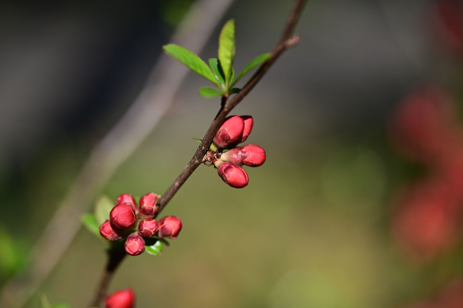 Nikon Z6 sample photo. Spring, ornamental quince, quince photography