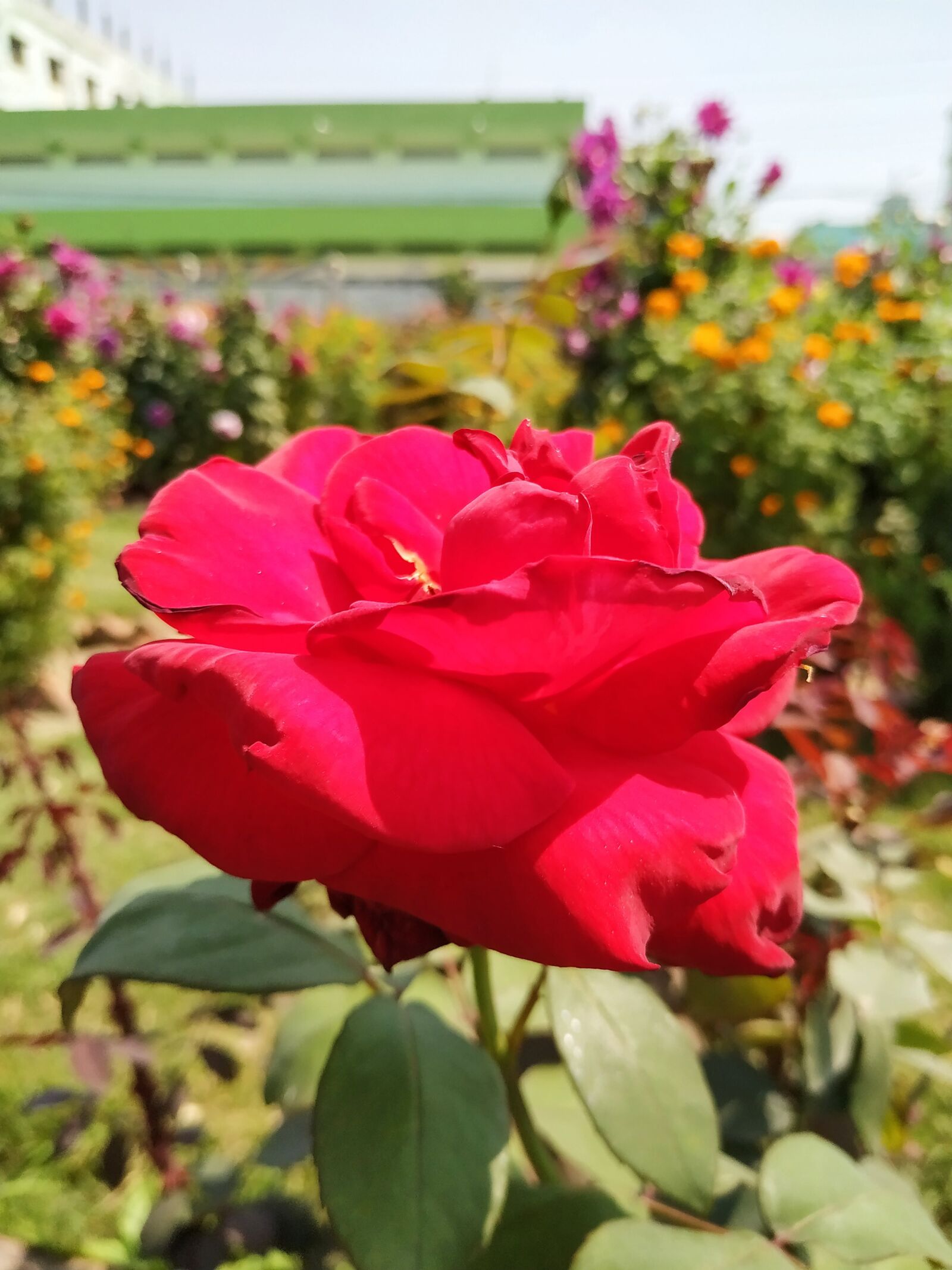 Xiaomi Redmi Note 6 Pro sample photo. Rose, plant, background photography