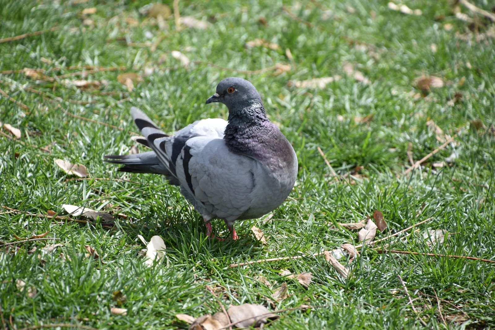 Nikon D5600 sample photo. Nature, lawn, bird photography
