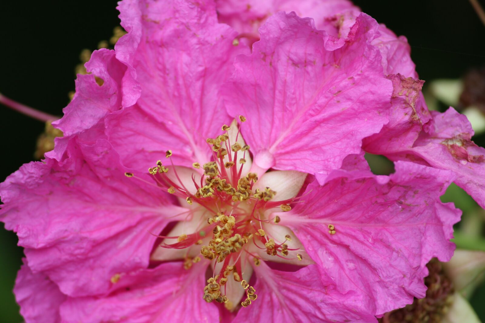 Canon EOS 1200D (EOS Rebel T5 / EOS Kiss X70 / EOS Hi) sample photo. Flower, pink, forest photography