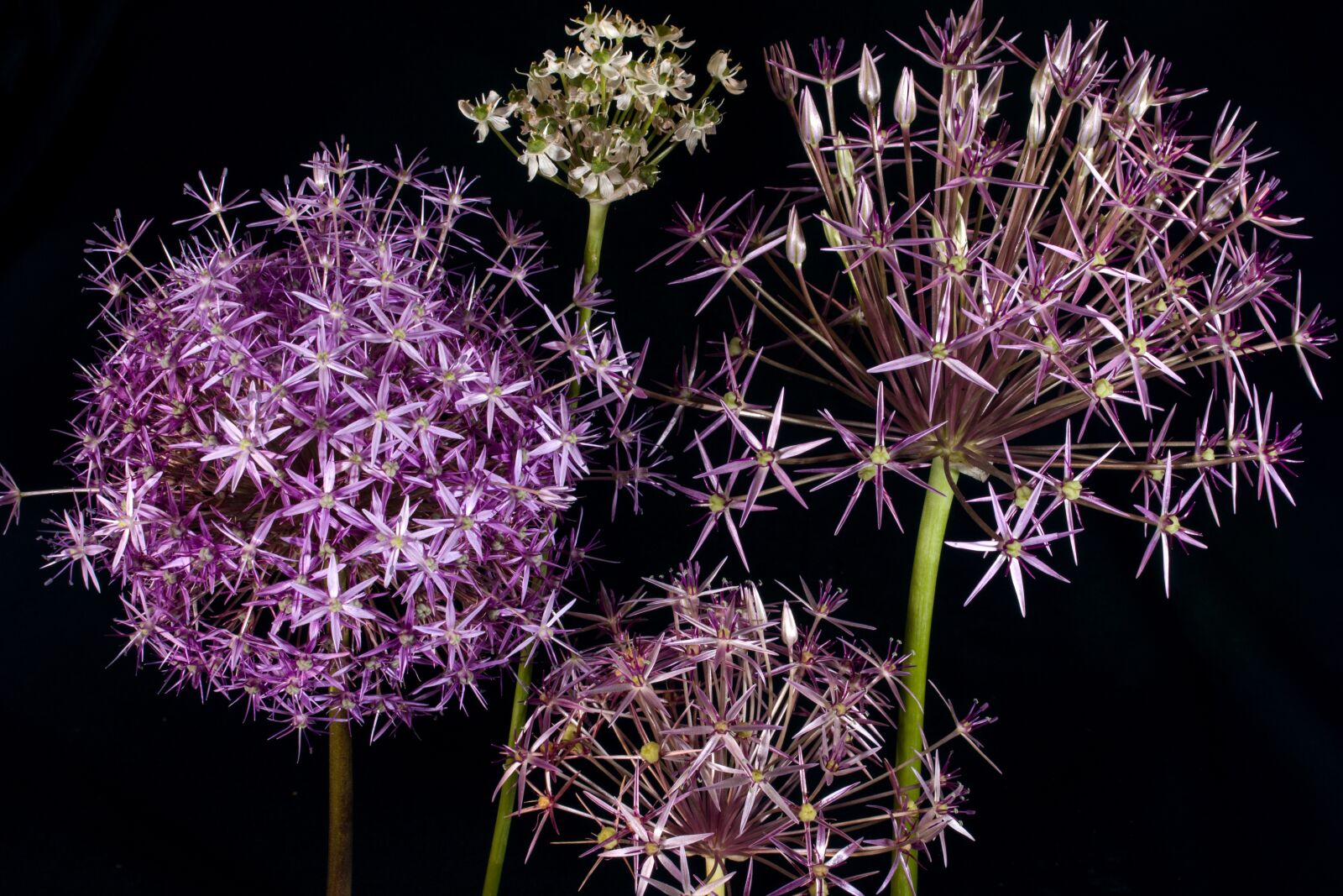 Canon EF-S 60mm F2.8 Macro USM sample photo. Flower, ornamental onion, spring photography