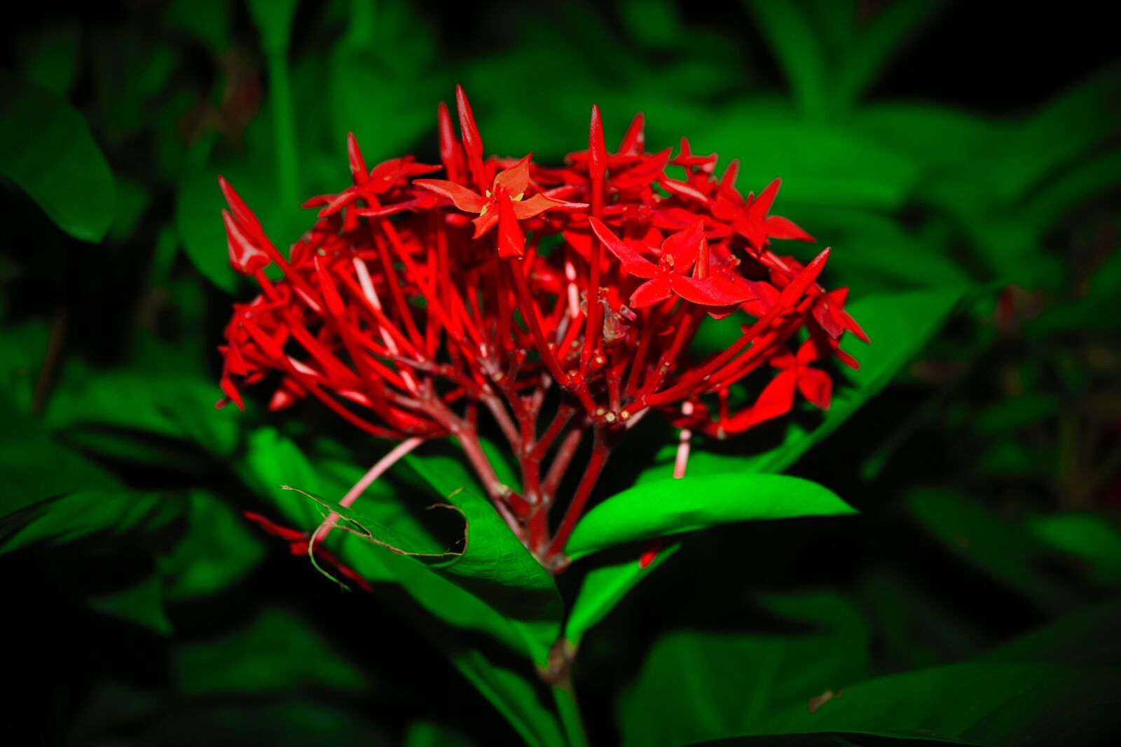 Canon EOS 200D (EOS Rebel SL2 / EOS Kiss X9) sample photo. Flower, image, picture photography
