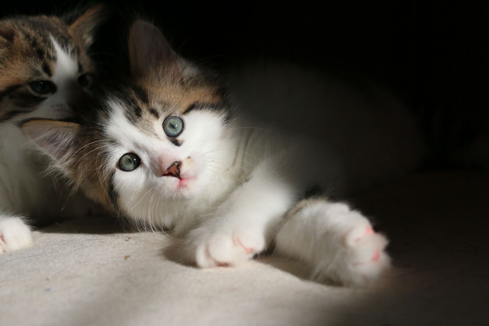 Canon EOS 70D sample photo. Kittens, kitten, cat photography