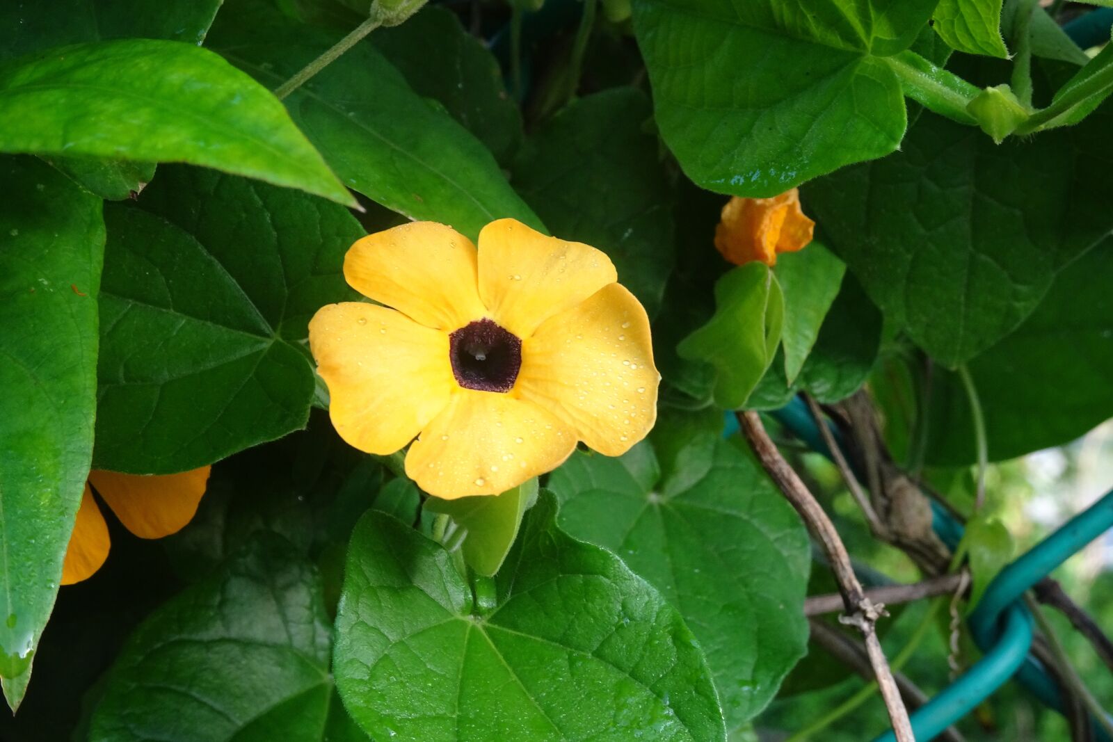 Sony Cyber-shot DSC-HX90V sample photo. Flower, orange, thunbergia alata photography