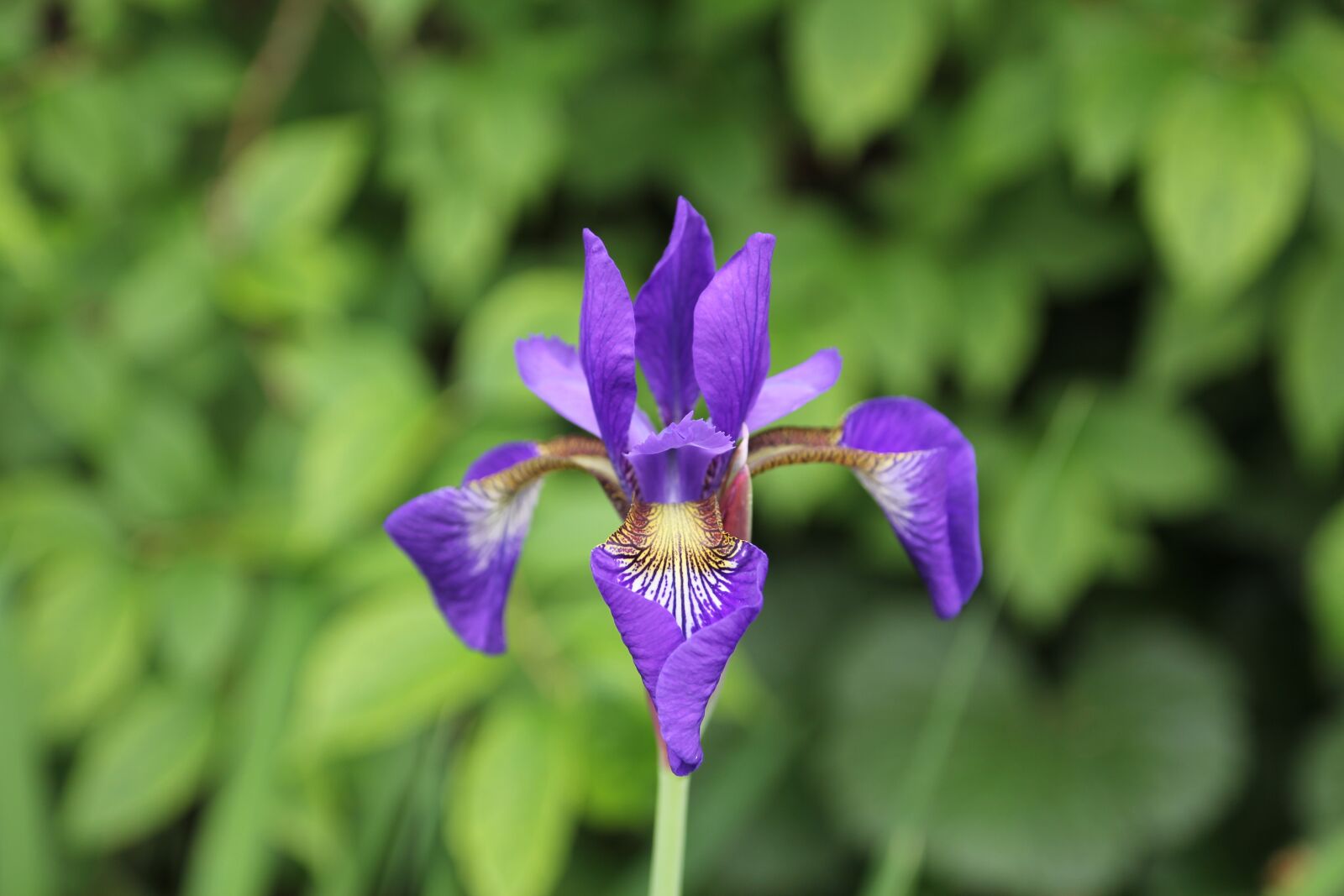Canon EOS 60D sample photo. Flower, blossom, bloom photography