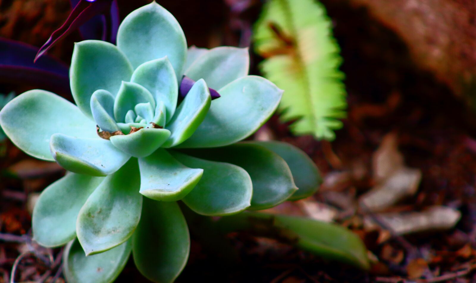 Canon EF75-300mm f/4-5.6 sample photo. Nature, flora, flower photography