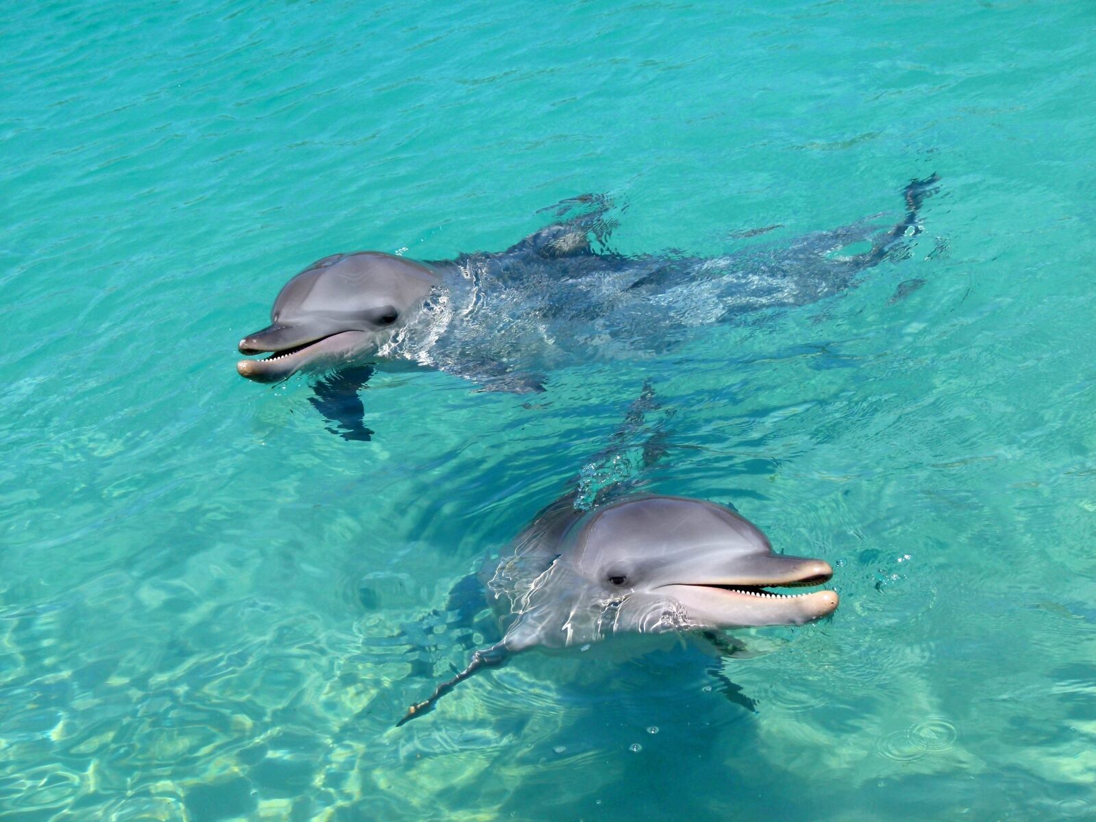 Panasonic Lumix DMC-FZ100 sample photo. Dolphin, water, playful photography