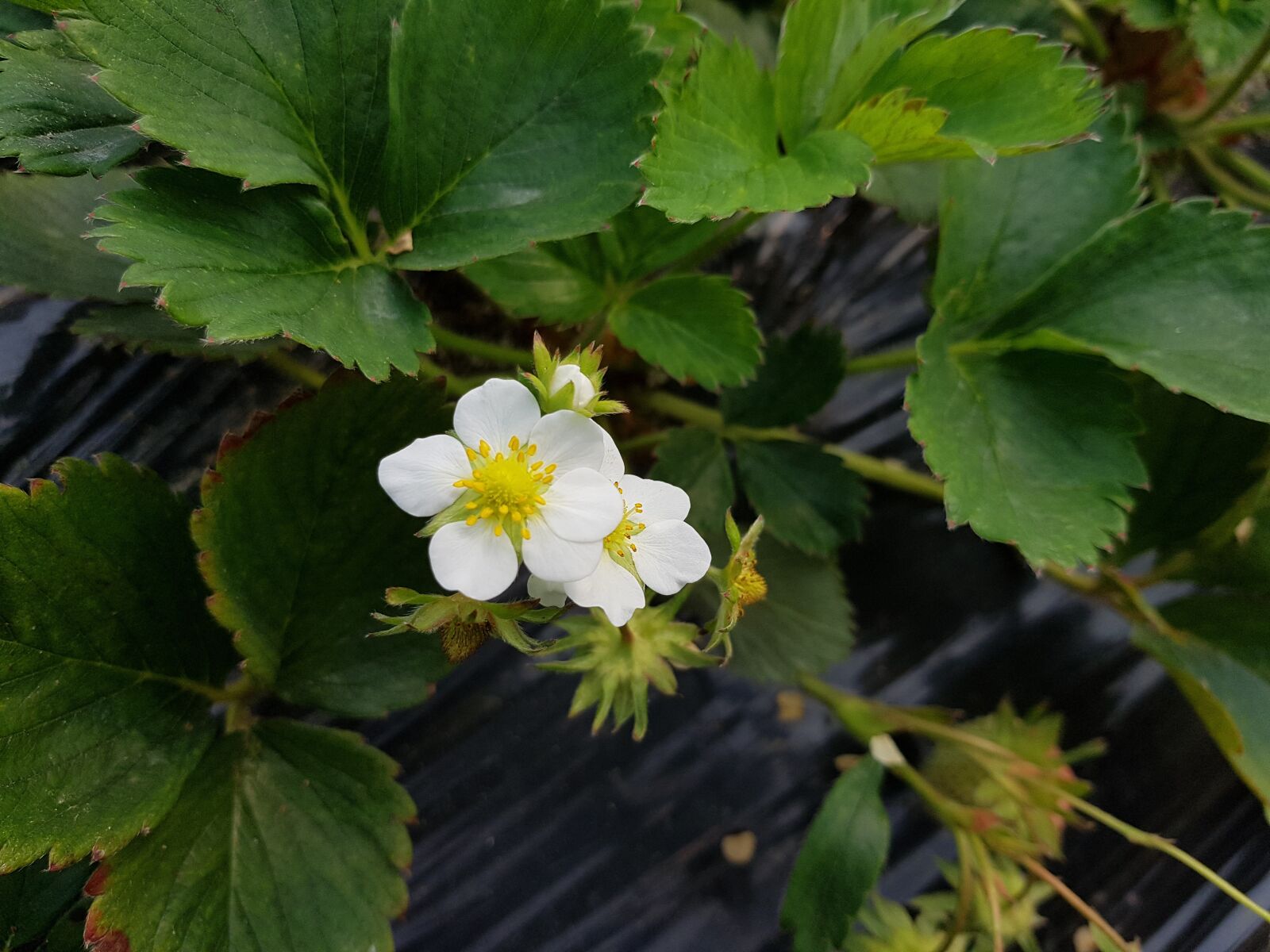 Samsung Galaxy Note Fan Edition sample photo. Strawberry, flowers, nature photography