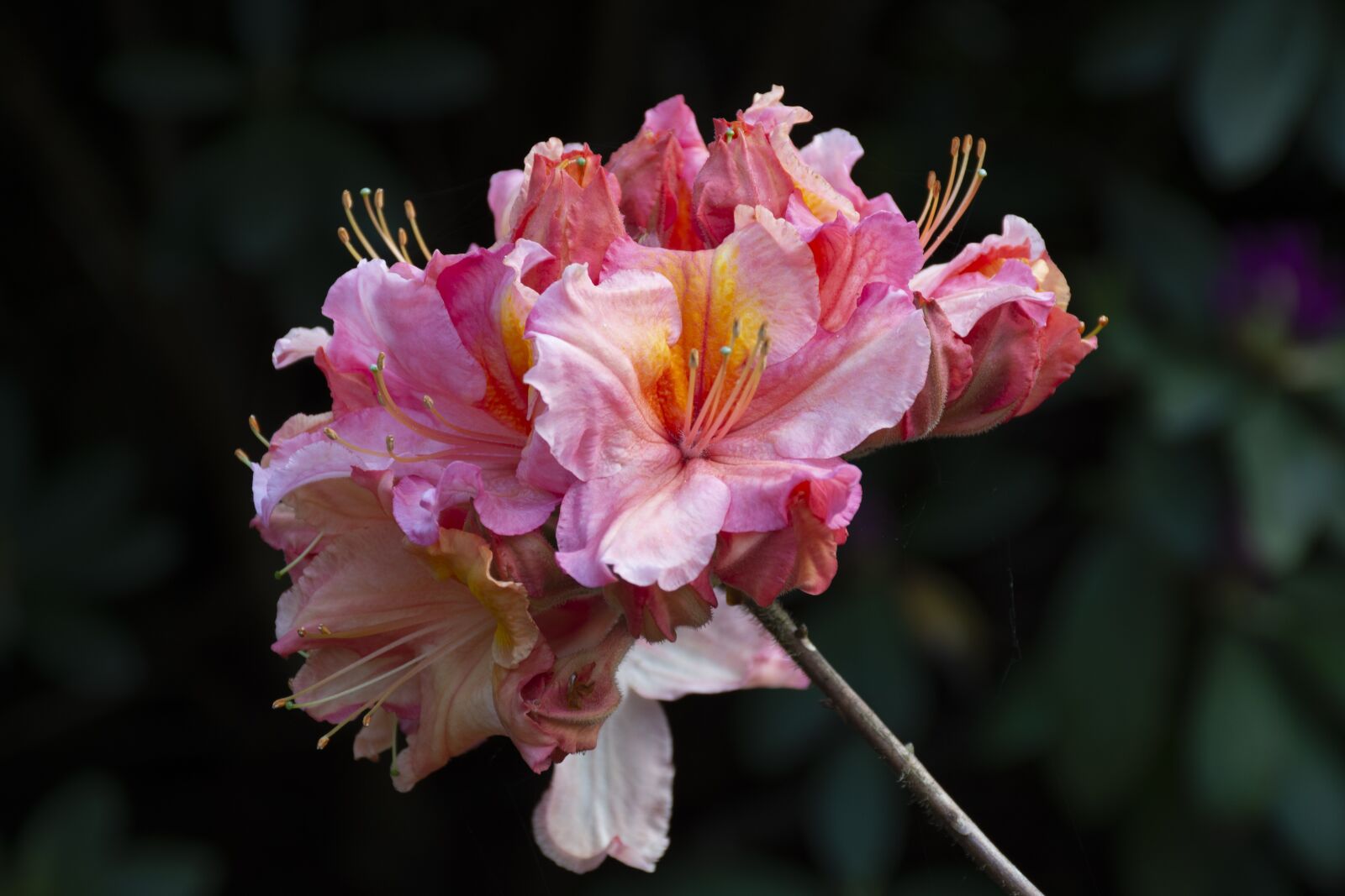 Nikon D7200 sample photo. Nature, flower, flowering photography