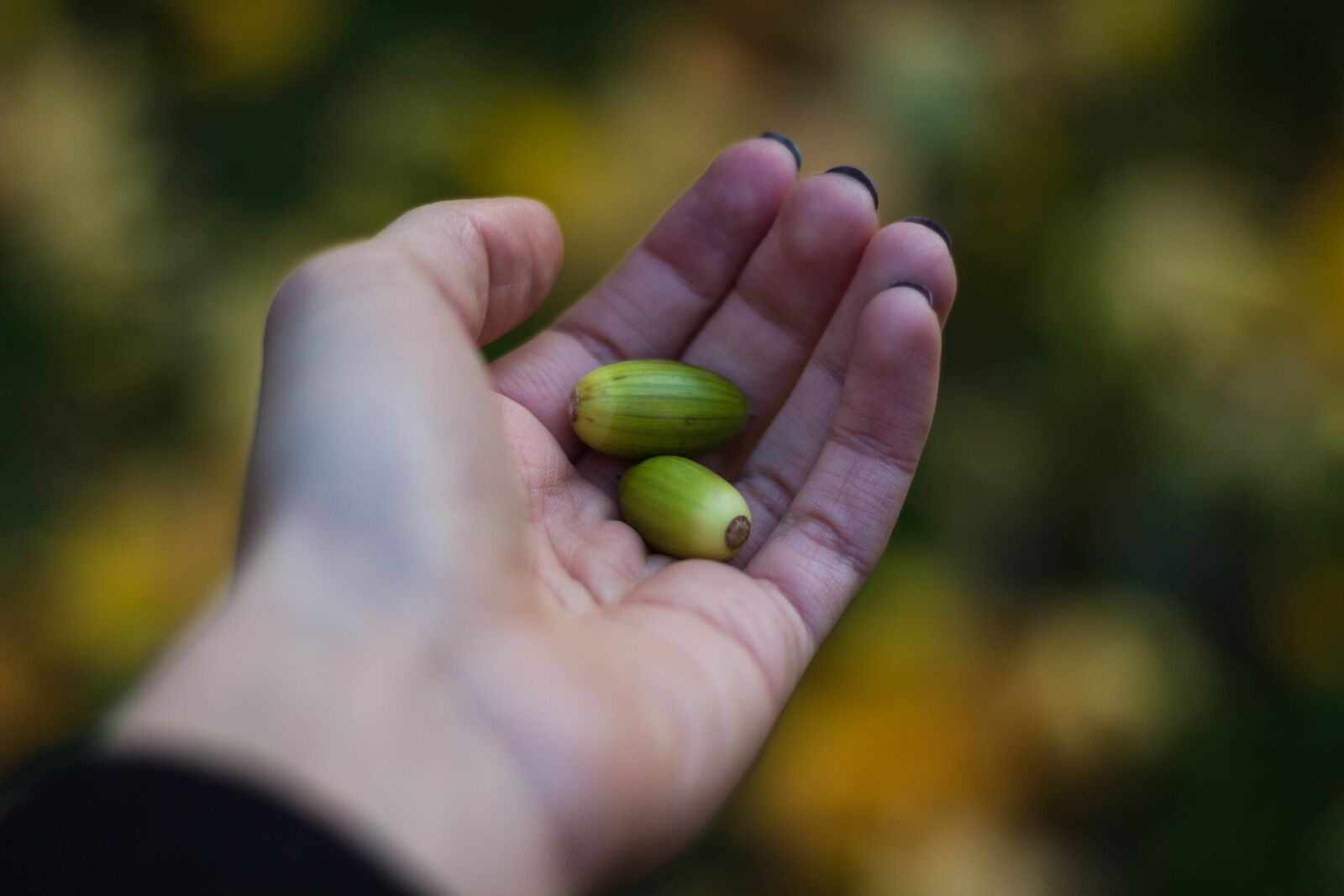 Canon EOS 600D (Rebel EOS T3i / EOS Kiss X5) + Canon EF 50mm F1.8 II sample photo. Acorns, hand, seed photography