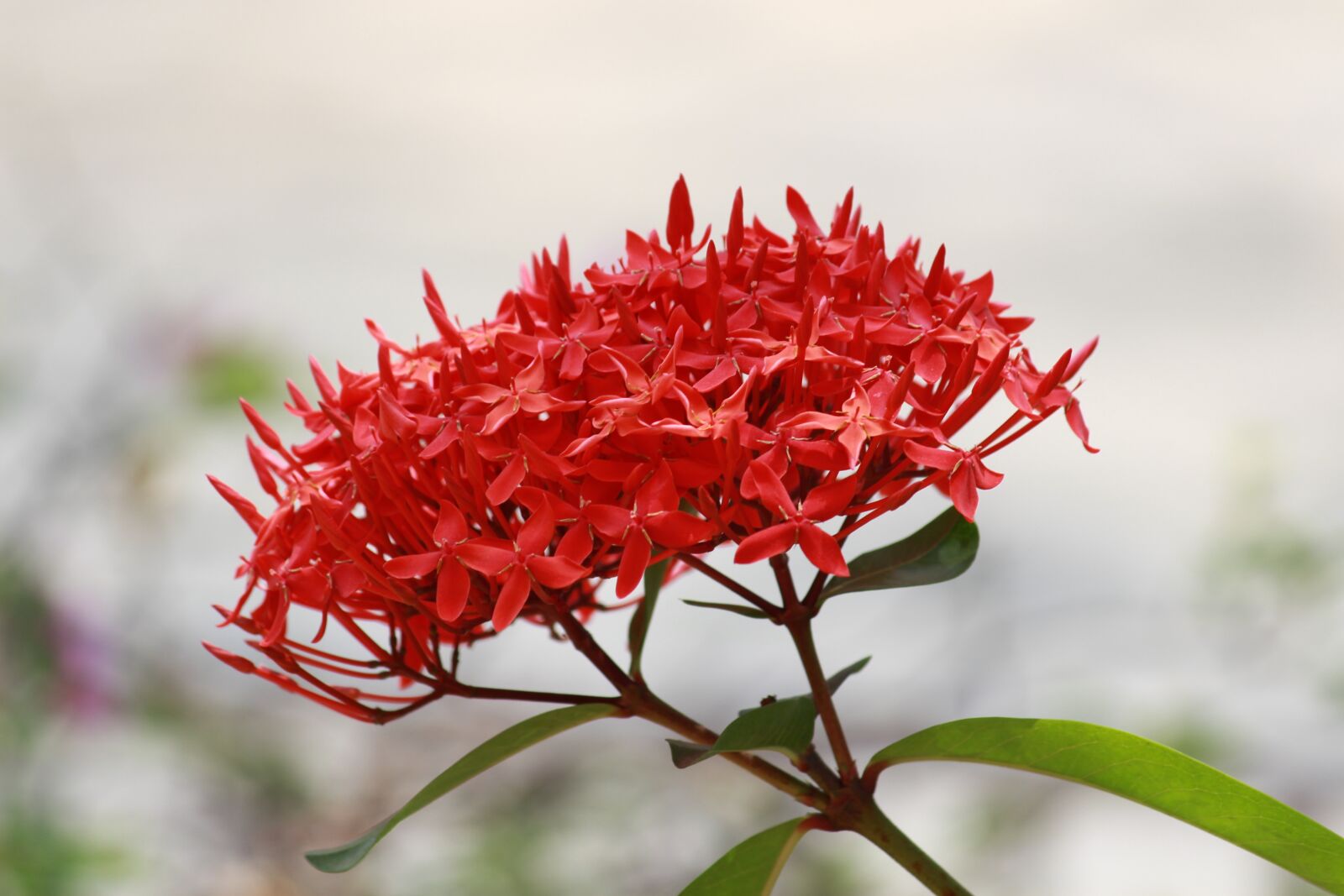 Canon EOS 700D (EOS Rebel T5i / EOS Kiss X7i) sample photo. Flower, red, nature photography