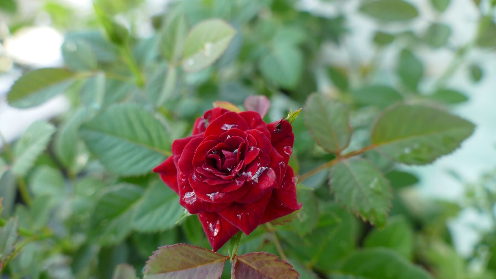 Panasonic Lumix DMC-FZ1000 sample photo. Flower, rose, vietnam photography