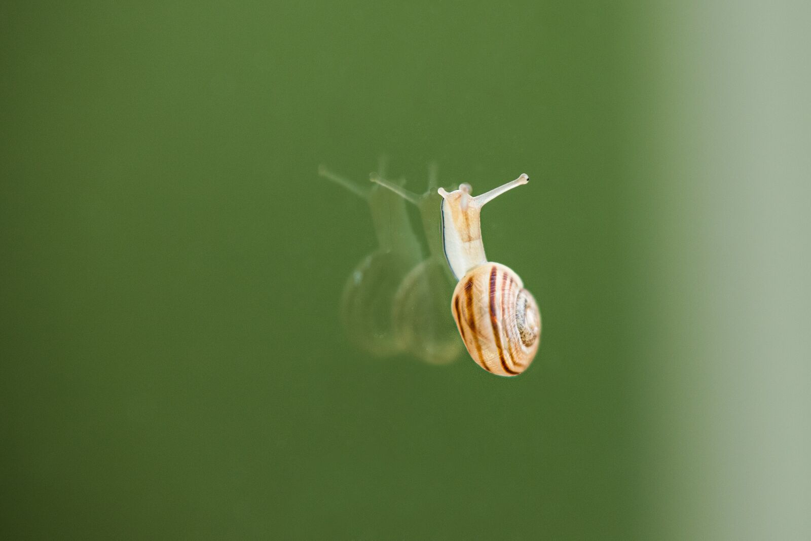 Canon EOS 6D Mark II sample photo. Snail, crawl, glass photography