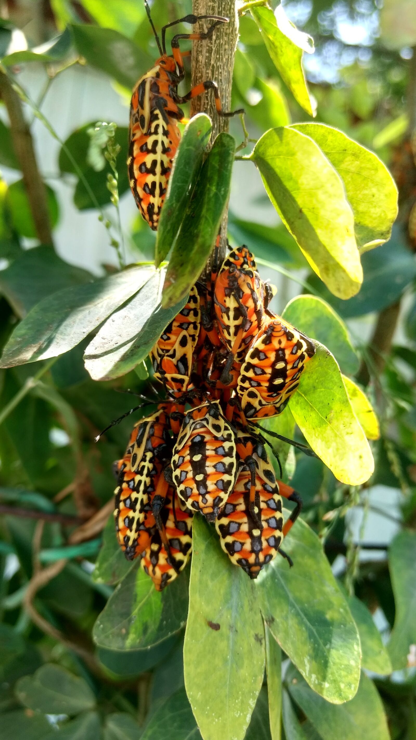 Motorola Moto G (4) sample photo. Insect, plant, animals photography