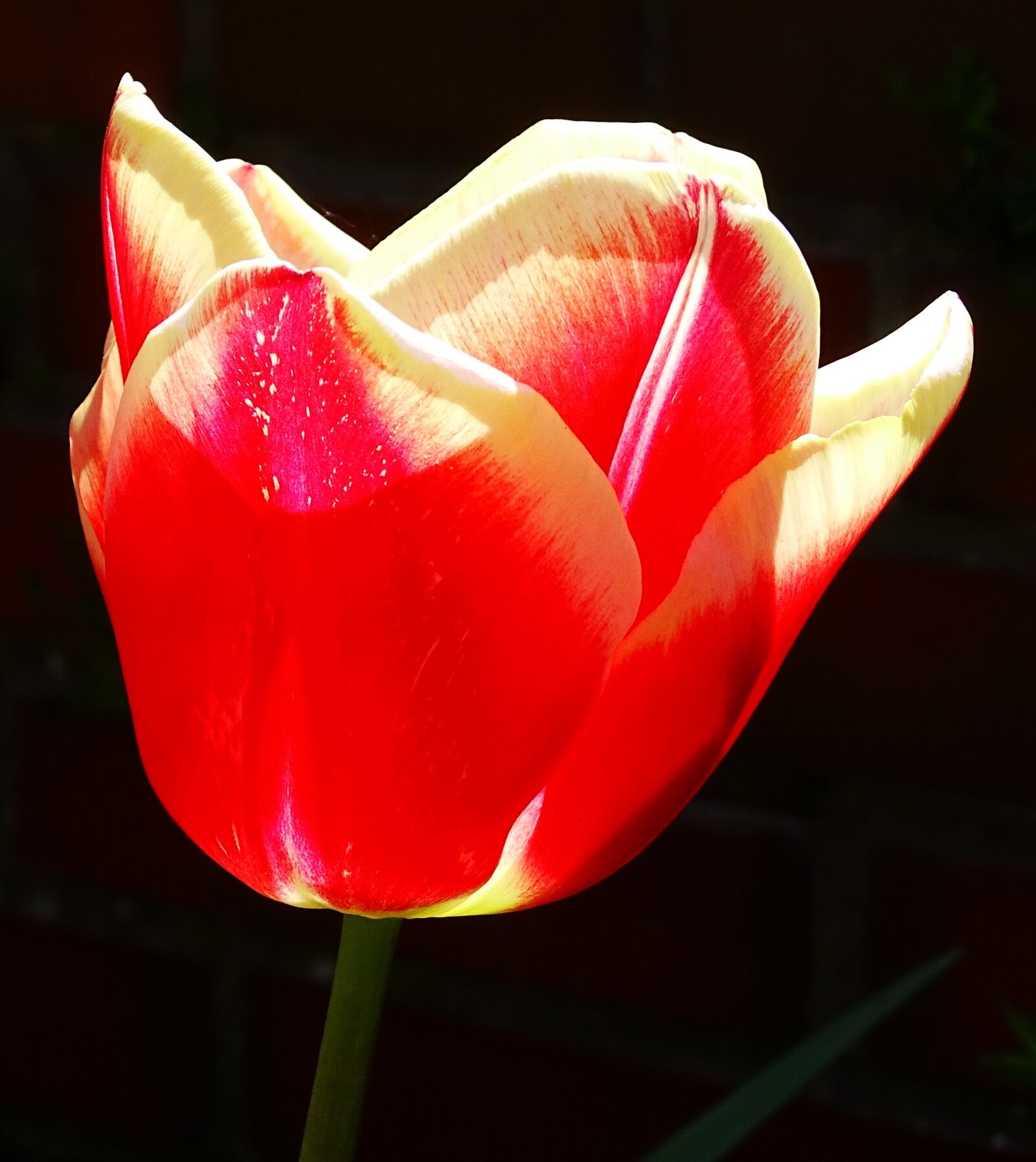 Sony Cyber-shot DSC-HX400V sample photo. Flower, tulip, blossom photography