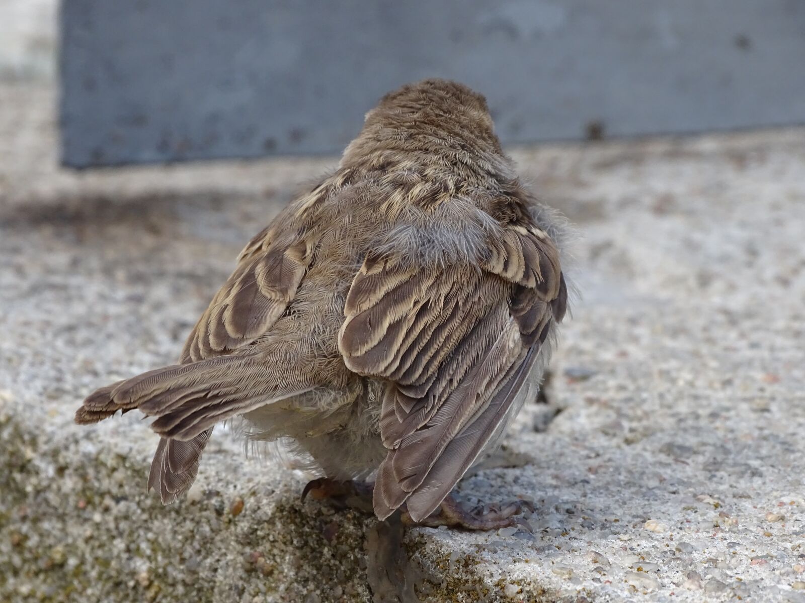 Sony Cyber-shot DSC-HX400V sample photo. Sparrow, sperling, bird photography