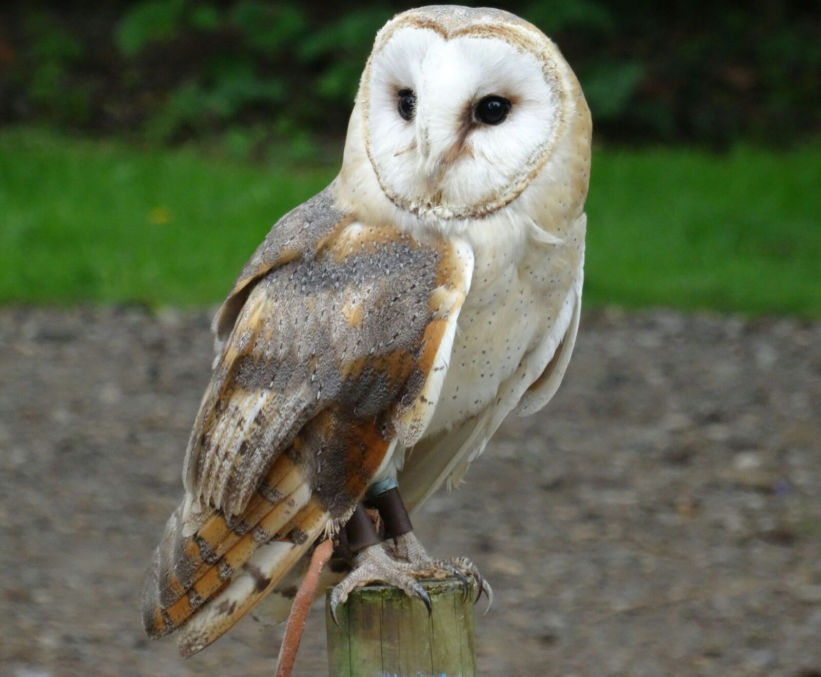Sony DSC-HX50 sample photo. Barn owl, york wildlife photography