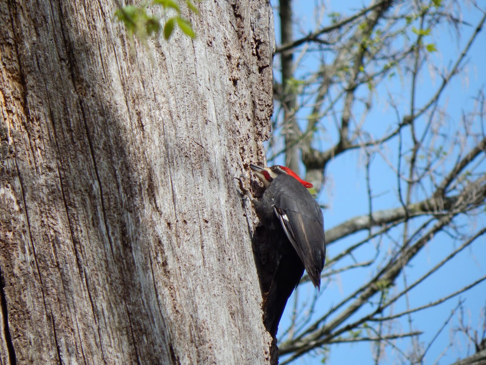 Nikon Coolpix L830 sample photo. Pileated woodpecker, woodpecker, dryocopus photography