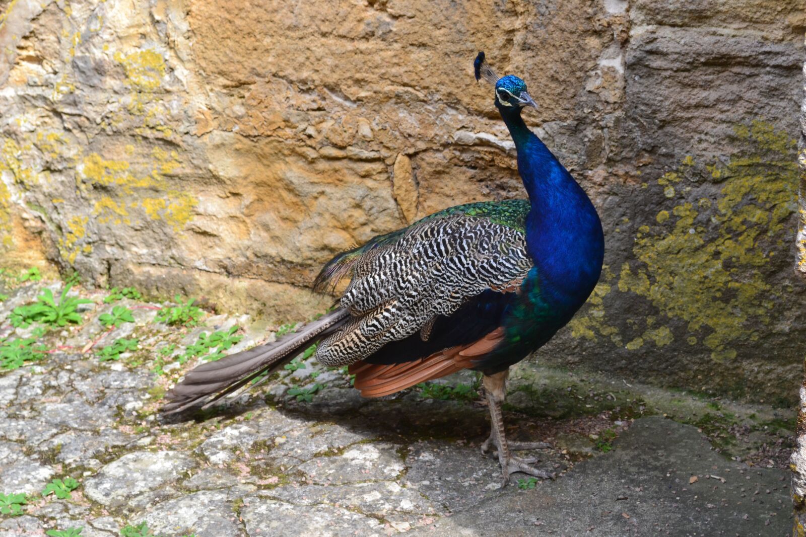 Nikon D3100 sample photo. Peacock, bird, fauna photography