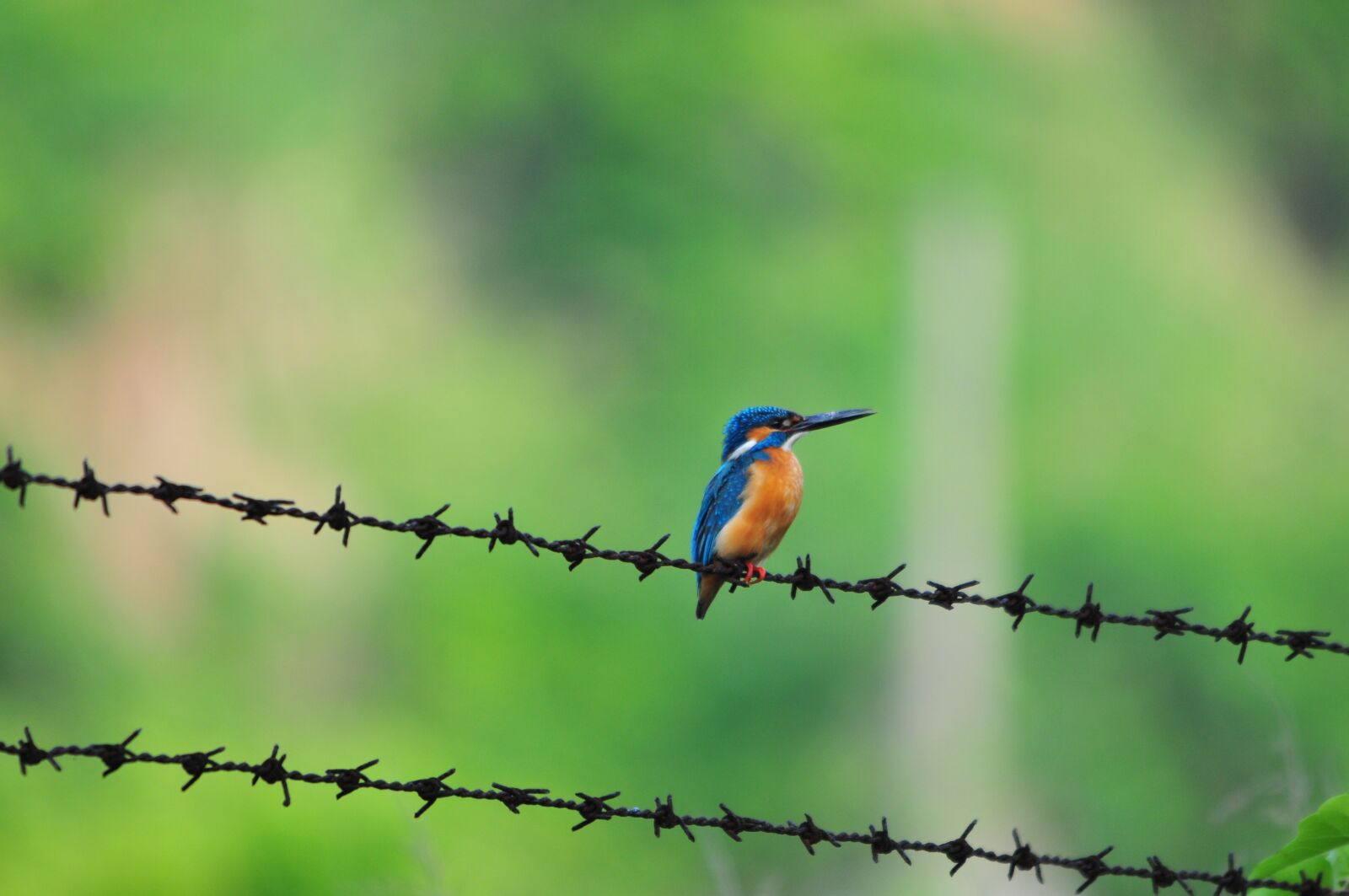 Nikon D300 sample photo. Bird, natural, wild animals photography