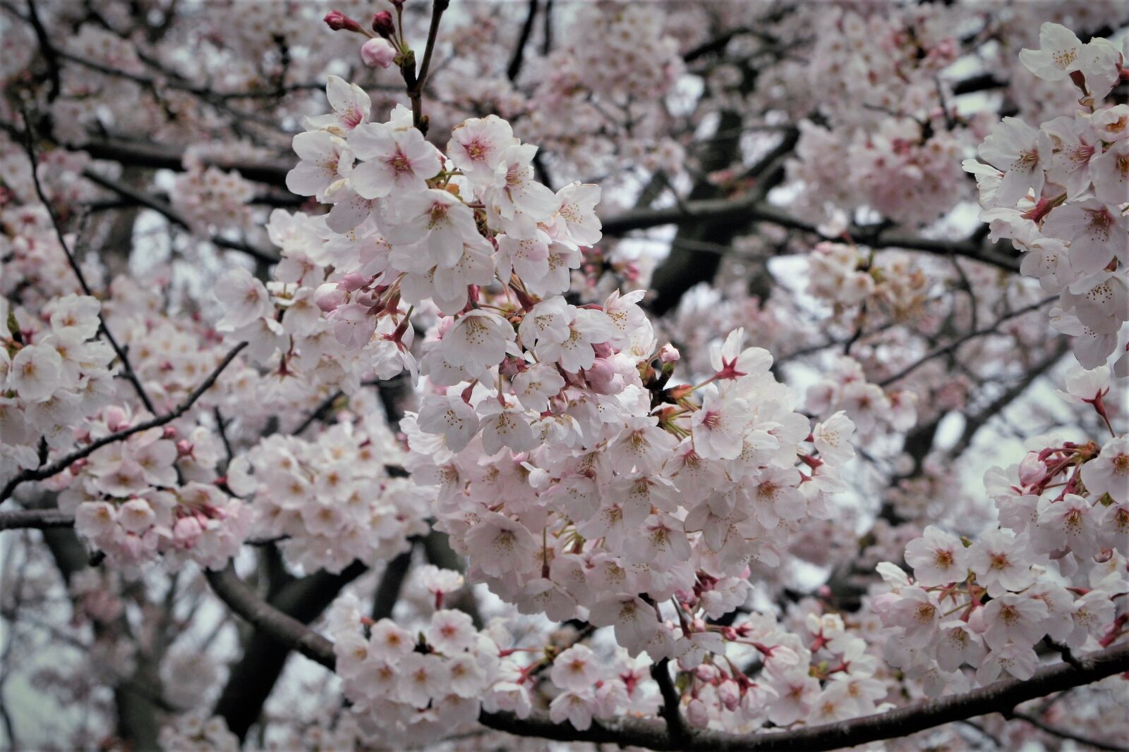 Canon EOS 350D (EOS Digital Rebel XT / EOS Kiss Digital N) sample photo. Cherry blossoms, pale pink photography