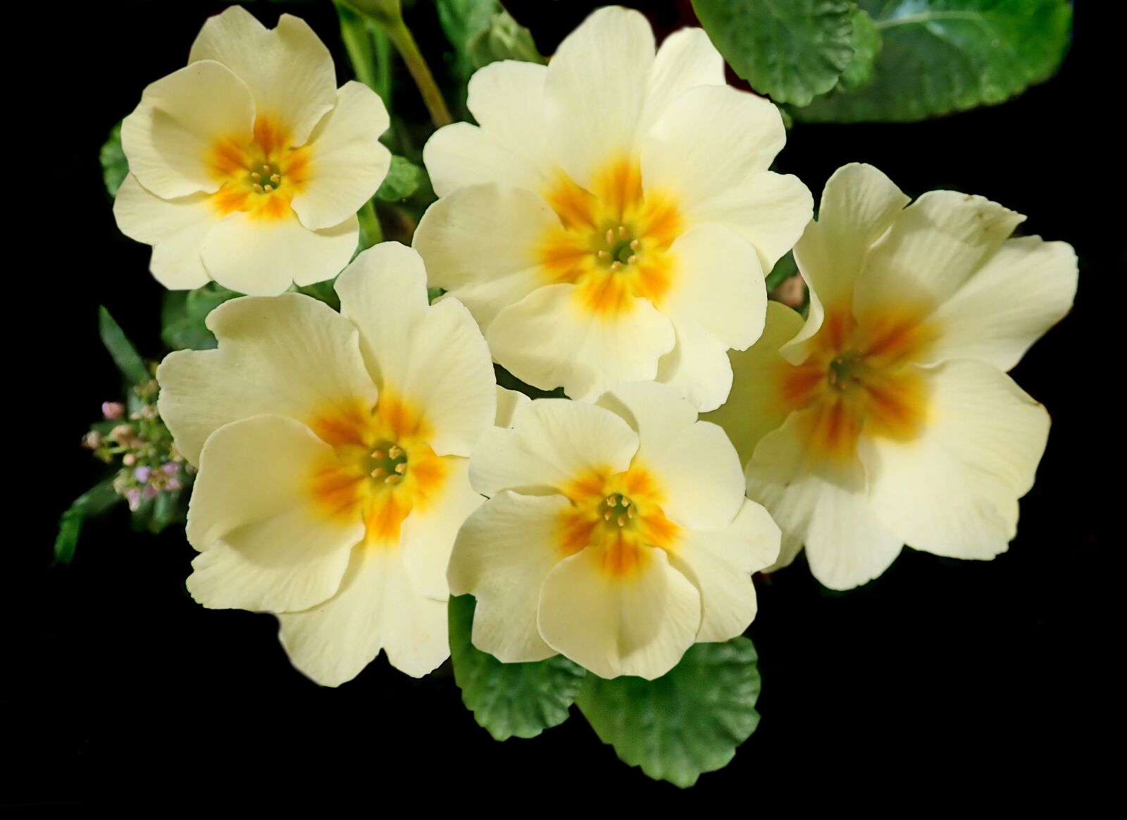 Olympus TG-5 sample photo. Flowers, yellow, primroses photography