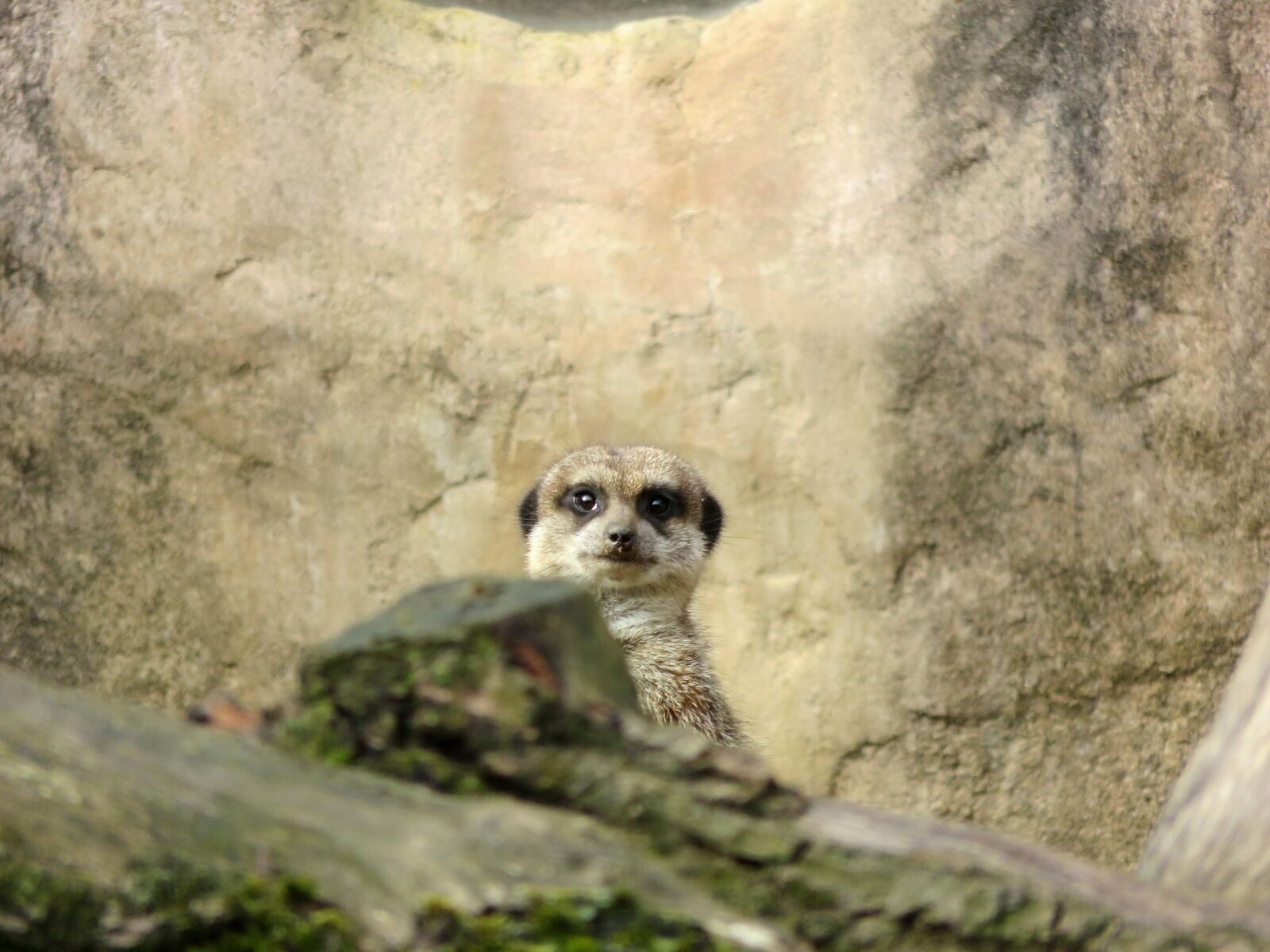 Canon PowerShot SX710 HS sample photo. Meerkat, zoo, nature photography