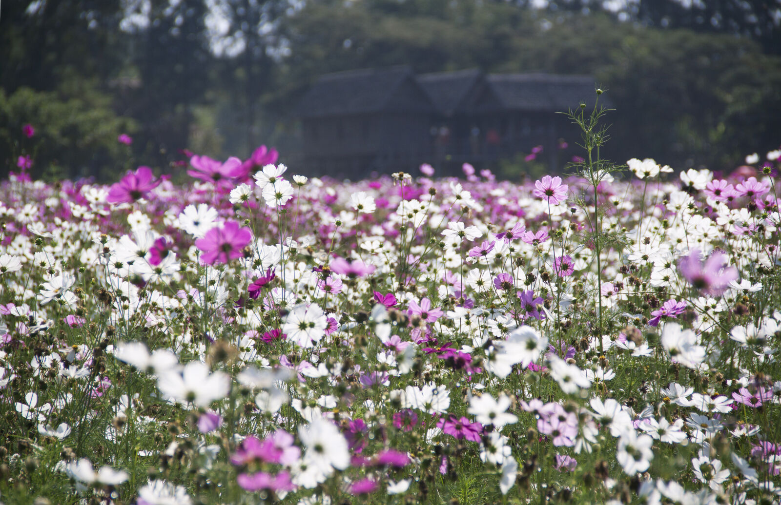 Canon EOS 500D (EOS Rebel T1i / EOS Kiss X3) sample photo. Nature, field, flowers, cosmos photography