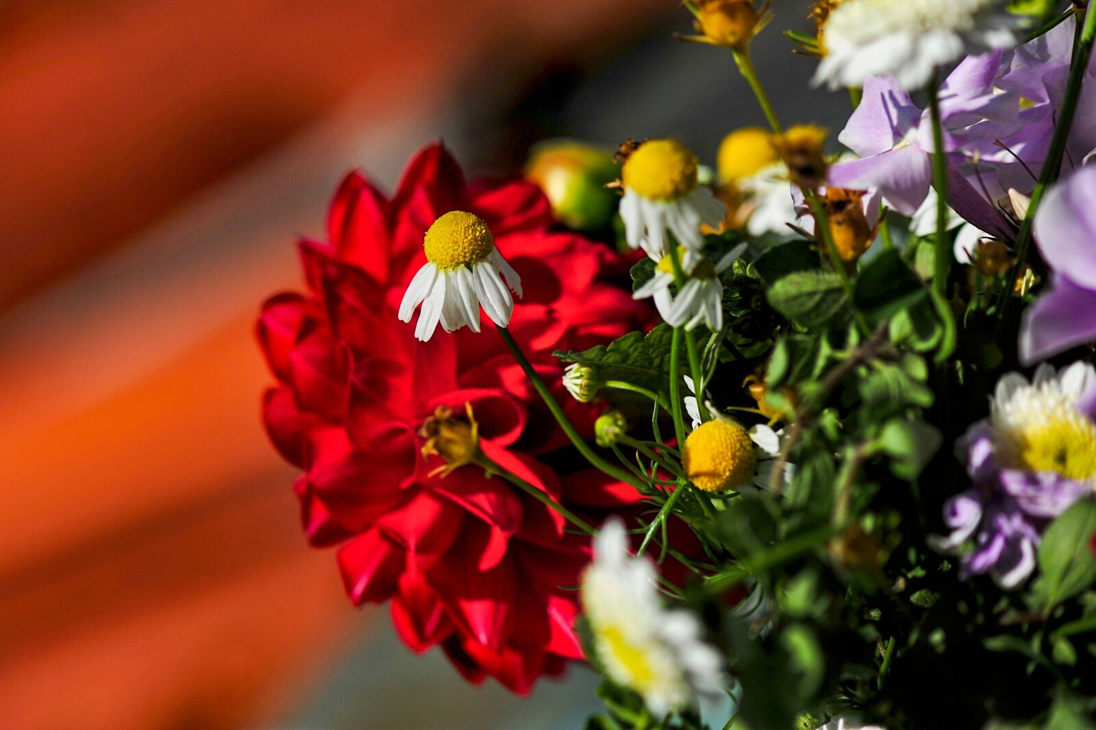 Nikon D700 sample photo. Chamomile flower, bouquet of photography