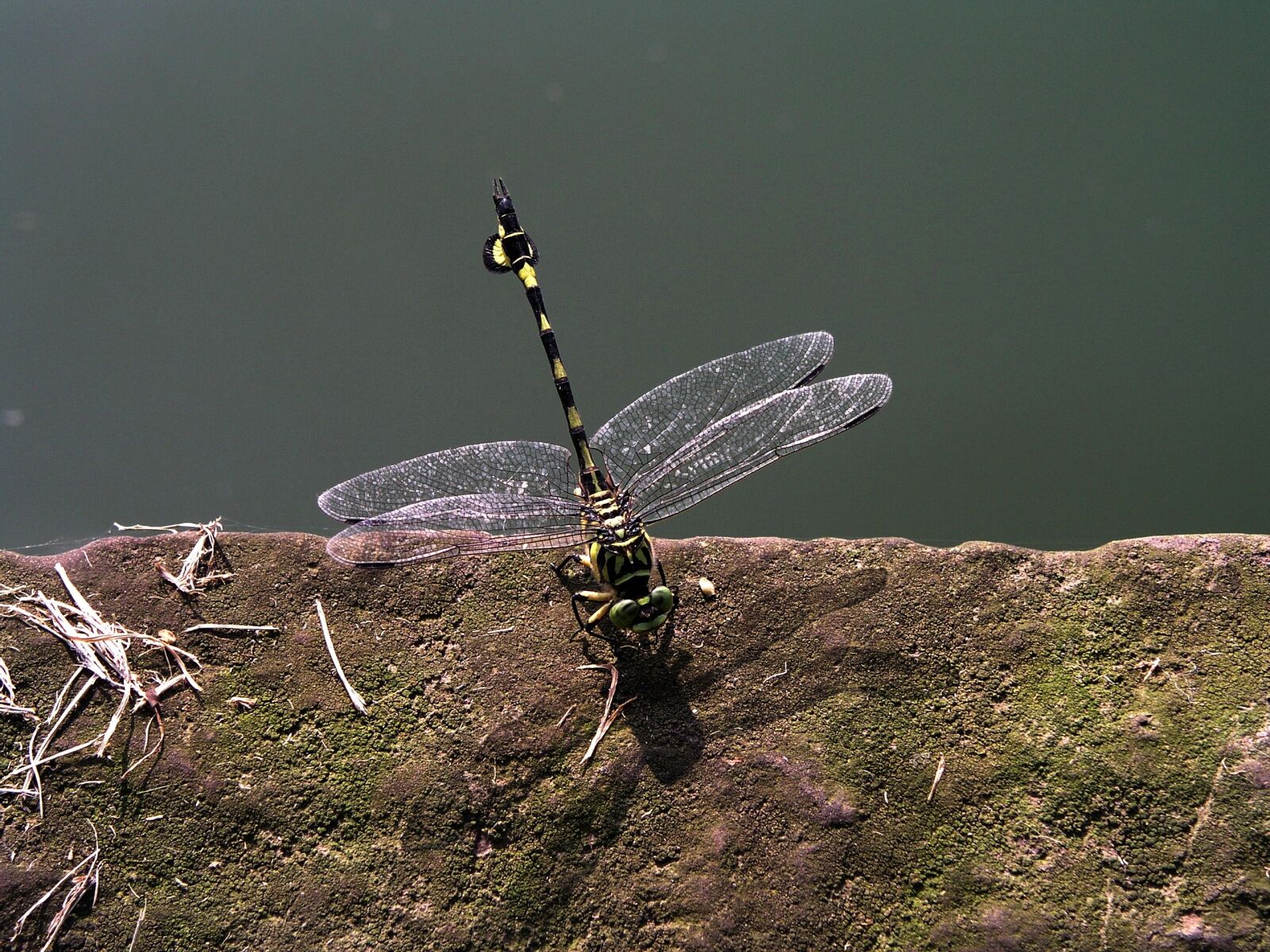 Olympus C5050Z sample photo. Dragonfly, china, transparent photography