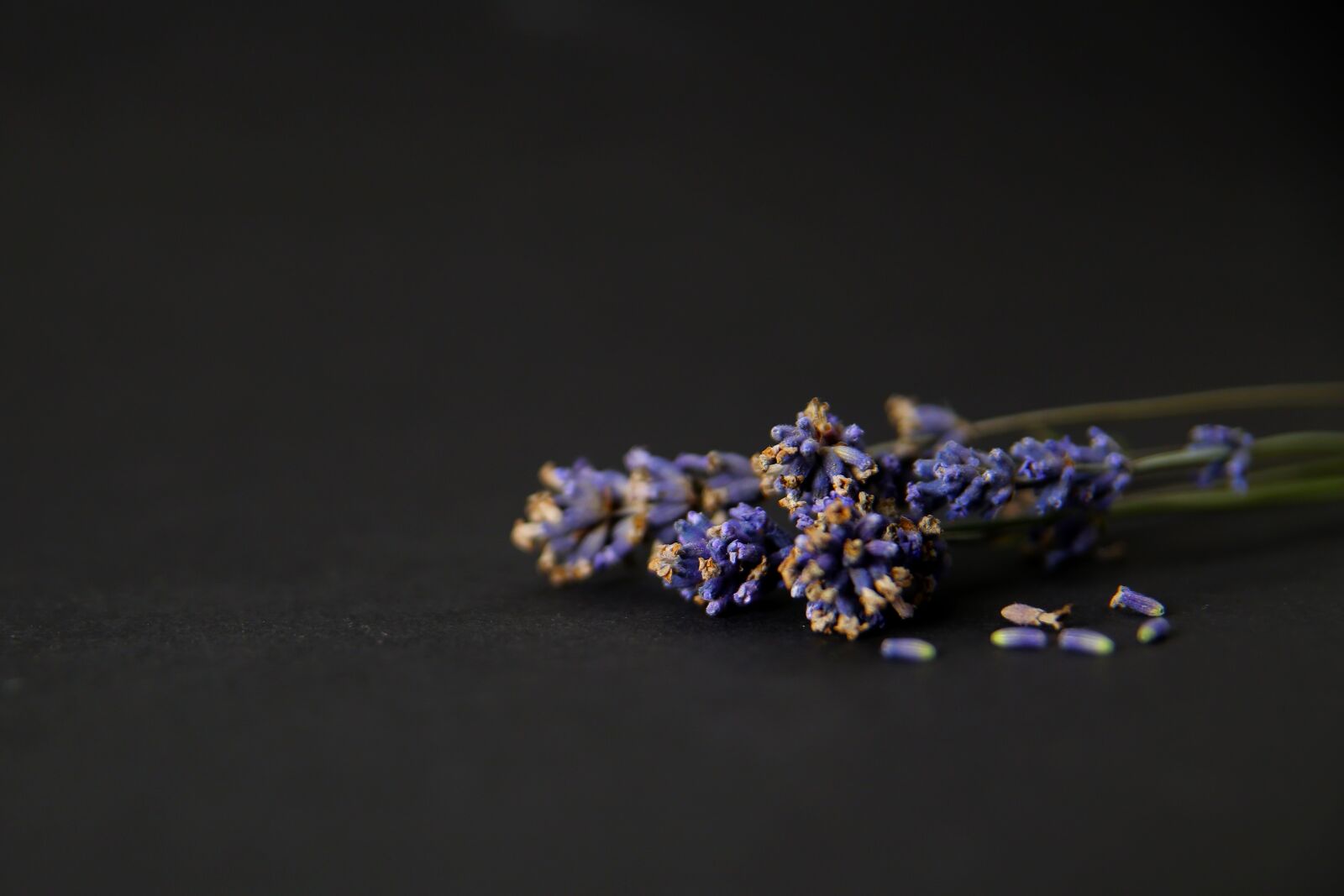 Canon EOS 6D sample photo. Flower, bloom, lavender photography