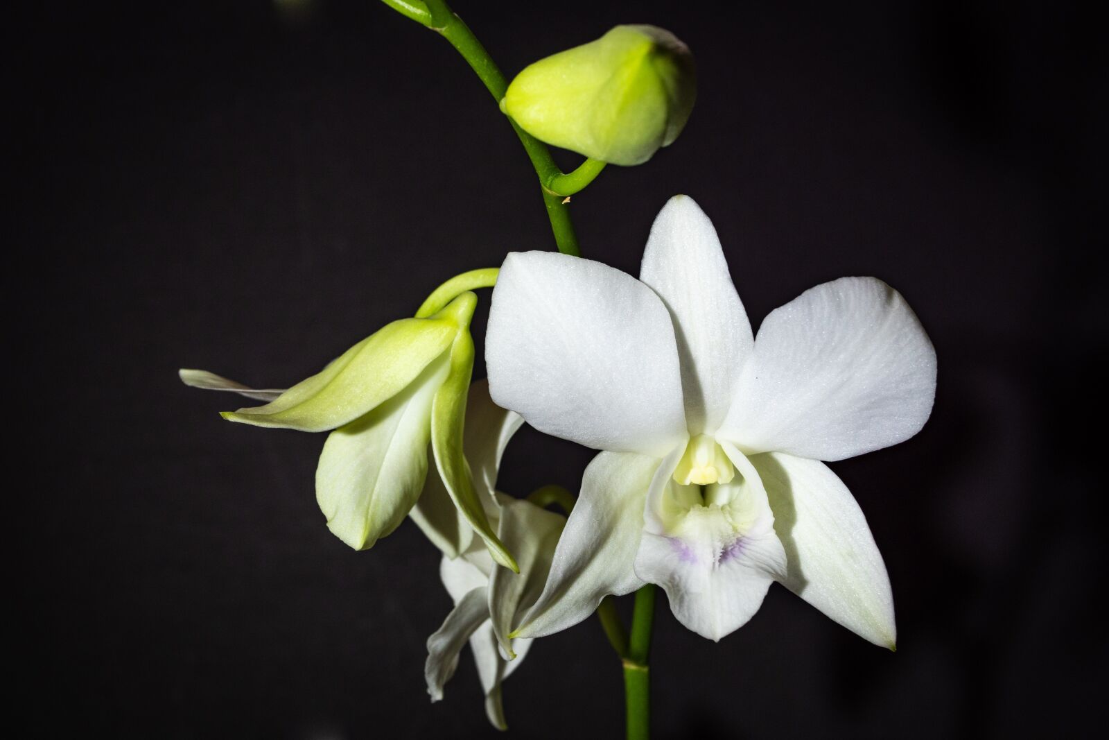 Panasonic Leica DG Summilux 25mm F1.4 II ASPH sample photo. Dendrobium, orchid, white photography