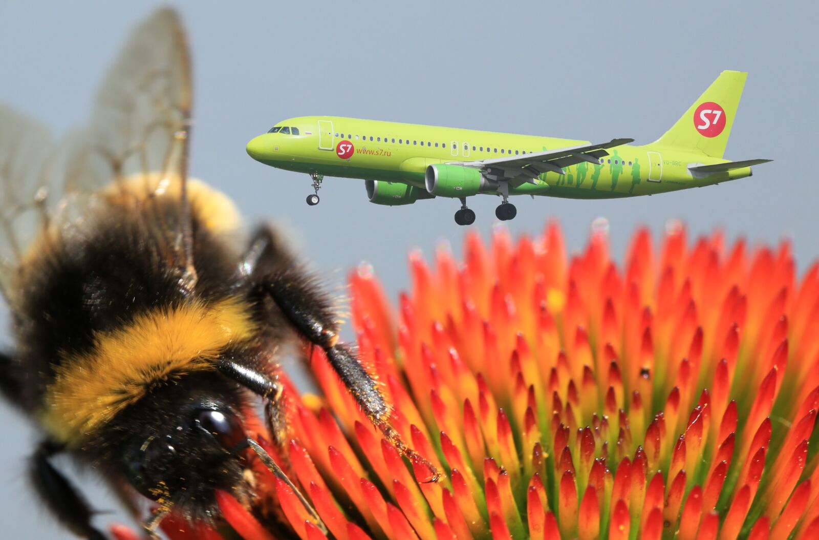 Canon EF 100mm F2.8L Macro IS USM sample photo. Aircraft, green, hummel photography
