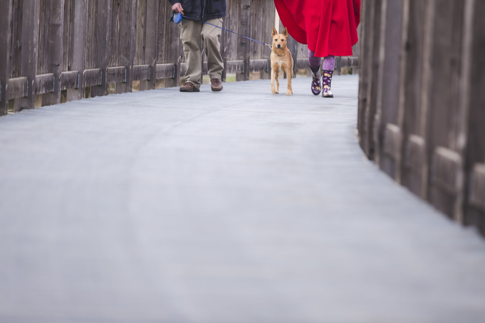 Canon EF 70-200mm F2.8L IS II USM sample photo. Dog, leash, outdoors, pavement photography