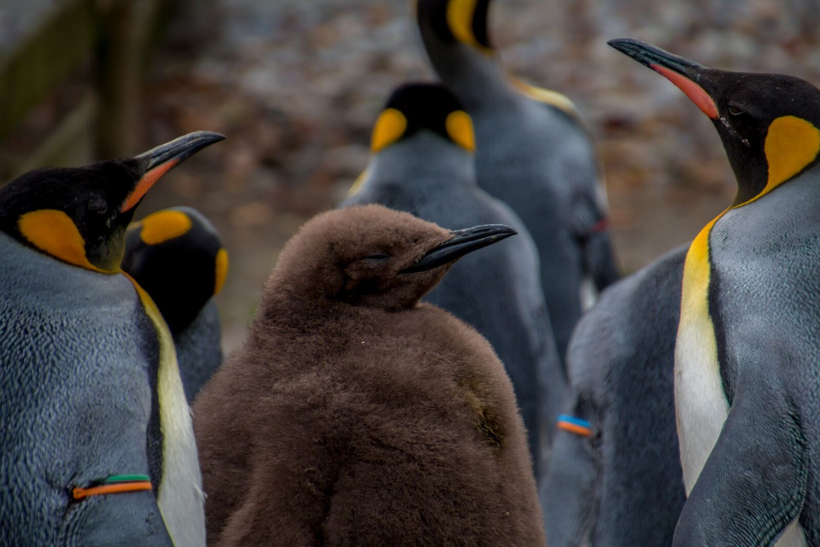 Canon EOS 70D sample photo. Penguin, emperor penguin, pingu photography