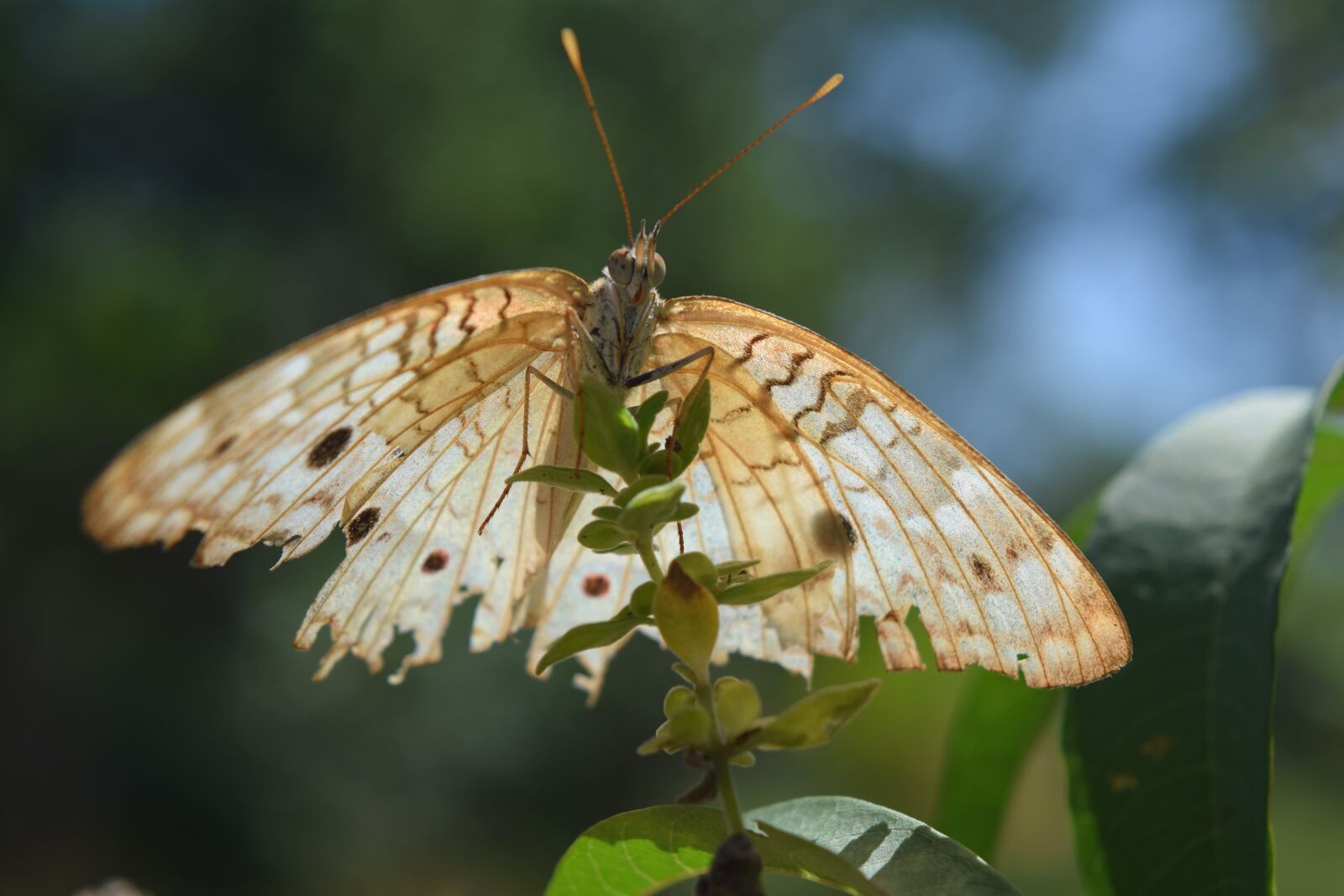 Nikon D5300 sample photo. Butterfly, nature, insect photography