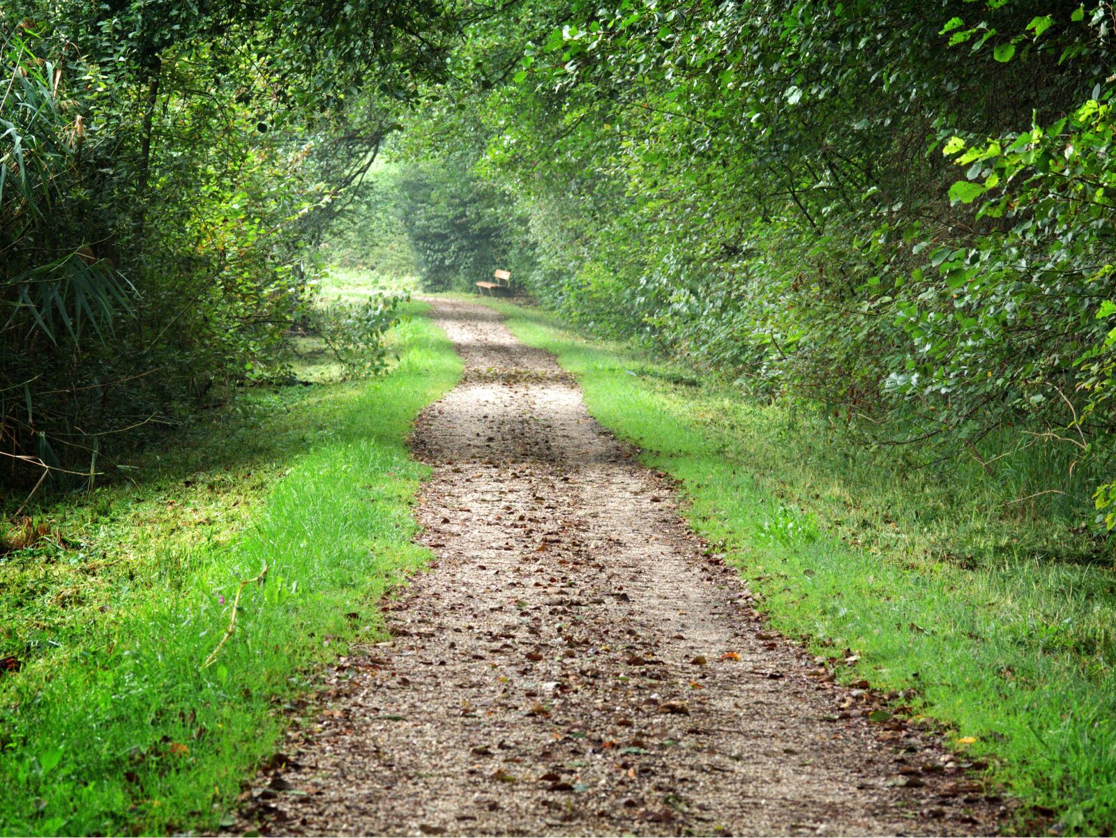 55.0-200.0mm f/4.0-f/5.6 sample photo. Forest path, trees, forest photography