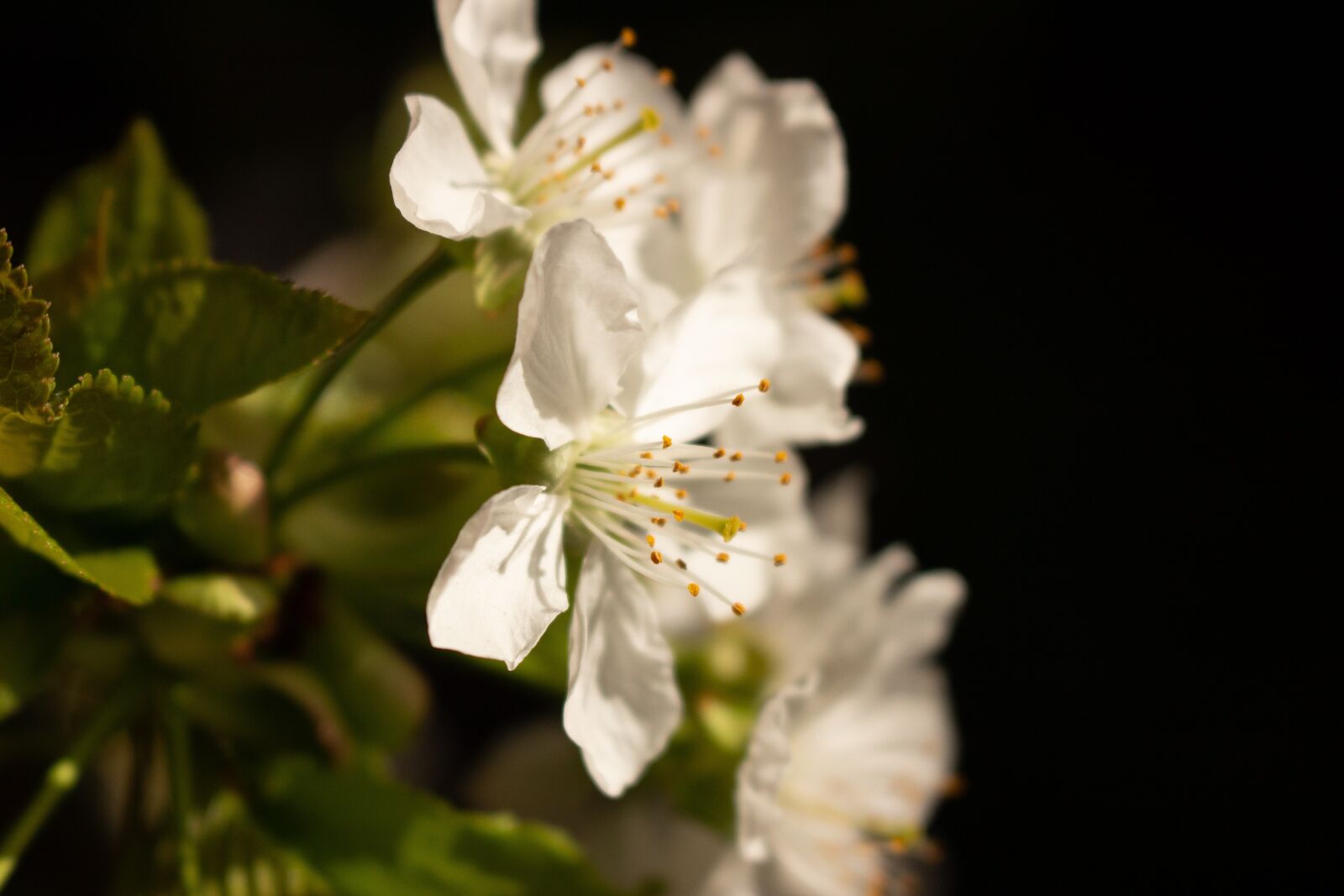Canon EOS 100D (EOS Rebel SL1 / EOS Kiss X7) sample photo. Flower, nature, plant photography