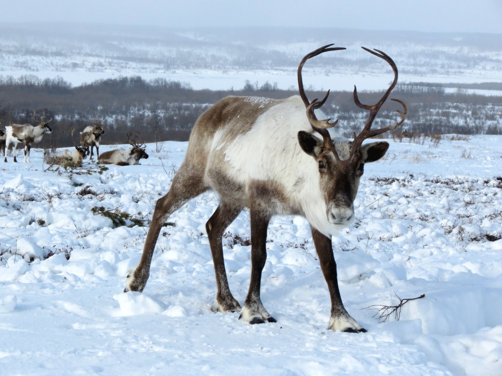 Canon PowerShot SX40 HS sample photo. Reindeer, the herd, pasture photography