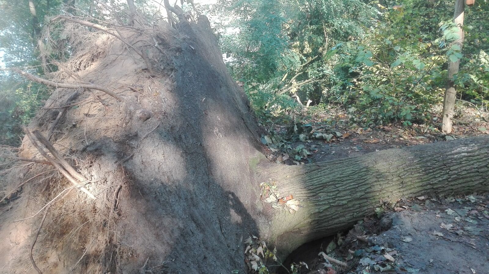 HUAWEI P8 Lite sample photo