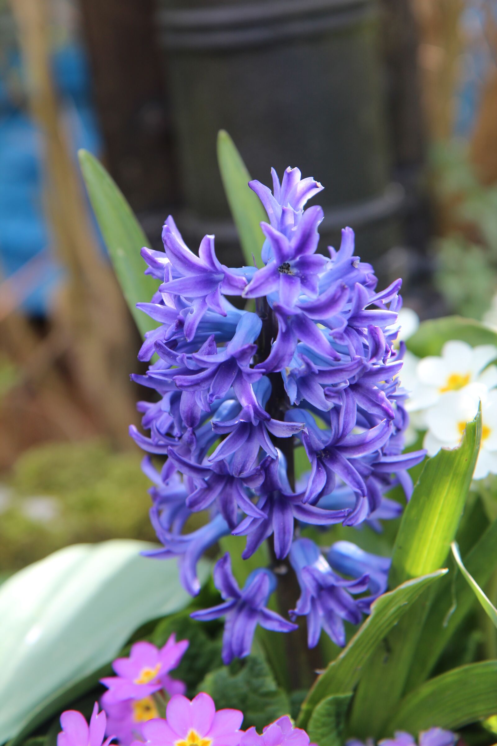 Canon EOS 600D (Rebel EOS T3i / EOS Kiss X5) sample photo. Hyacinth, hyacinth blue, fragrant photography