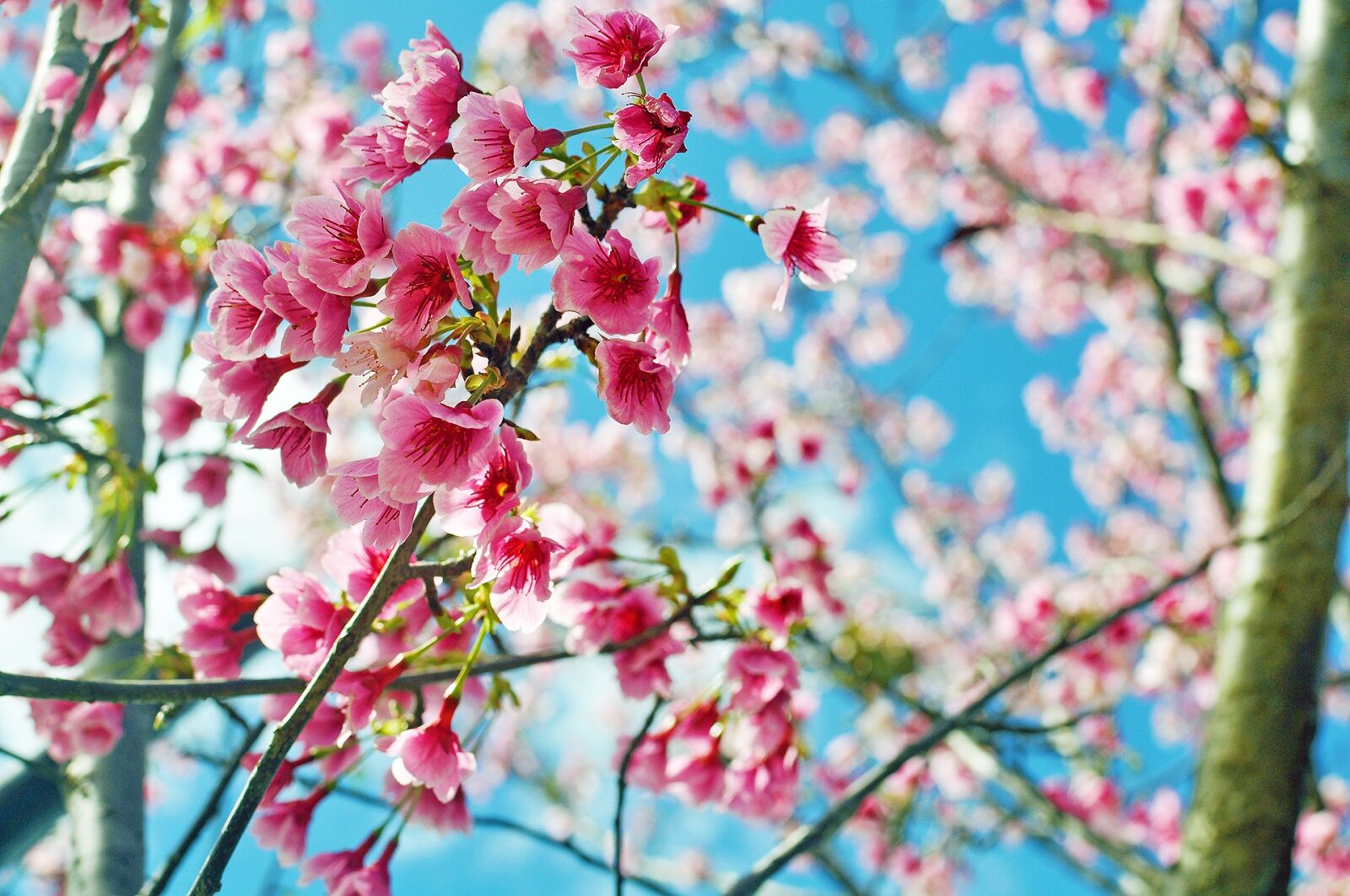 Nikon D5000 sample photo. Cherry blossoms, flower, pink photography