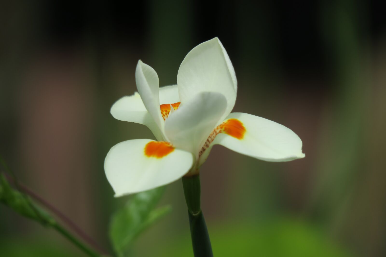 Canon PowerShot G3 X sample photo. Orchid, white, white blossom photography