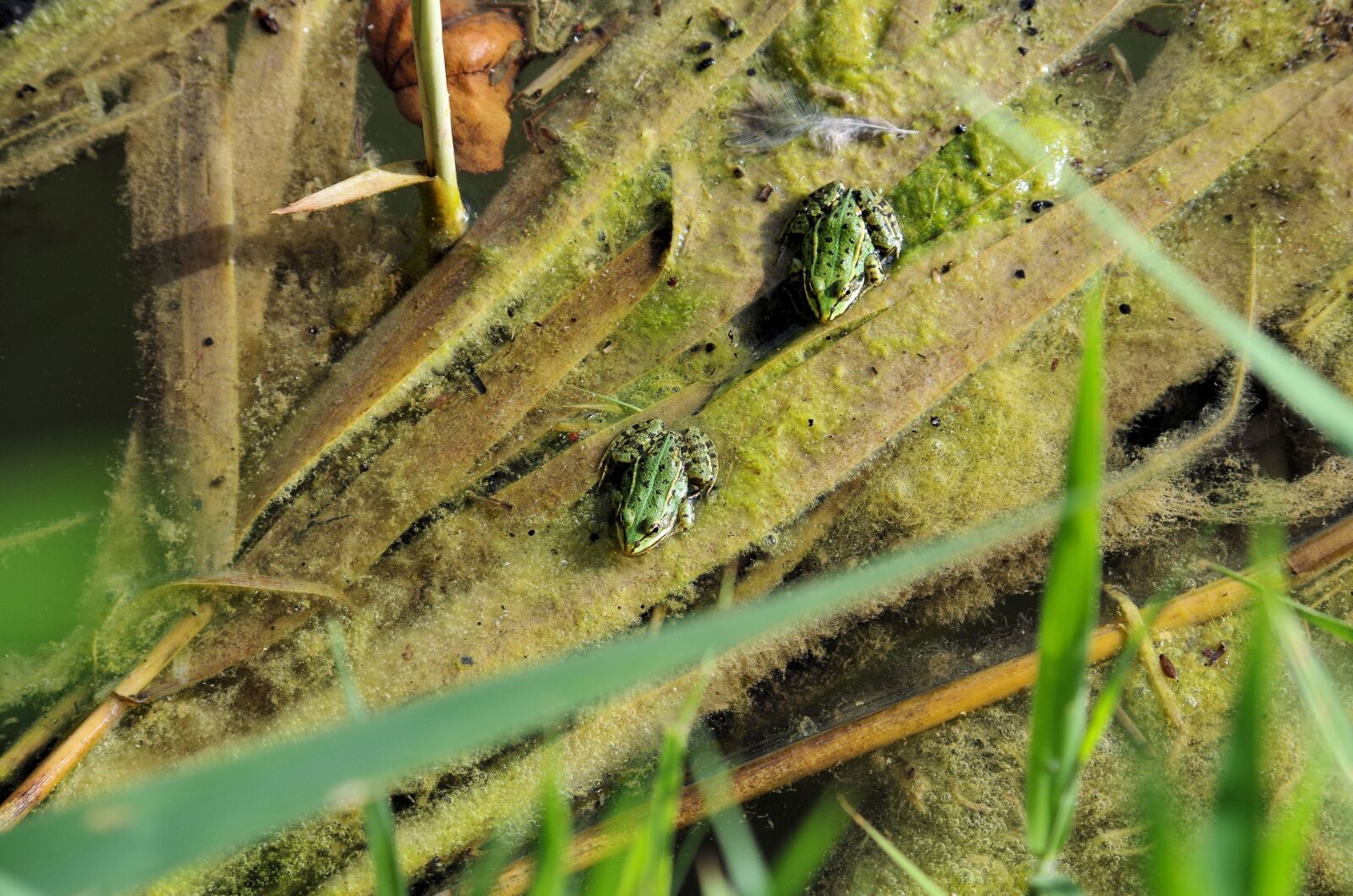 Pentax K-50 sample photo. Frogs, reed, pond photography