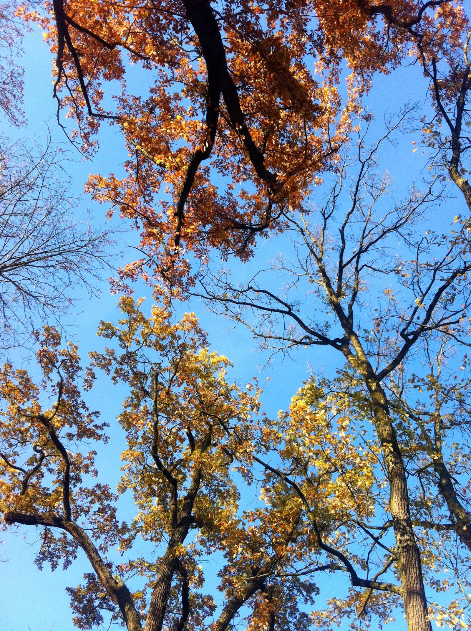 Apple iPhone 4 sample photo. Deciduous trees, fall foliage photography