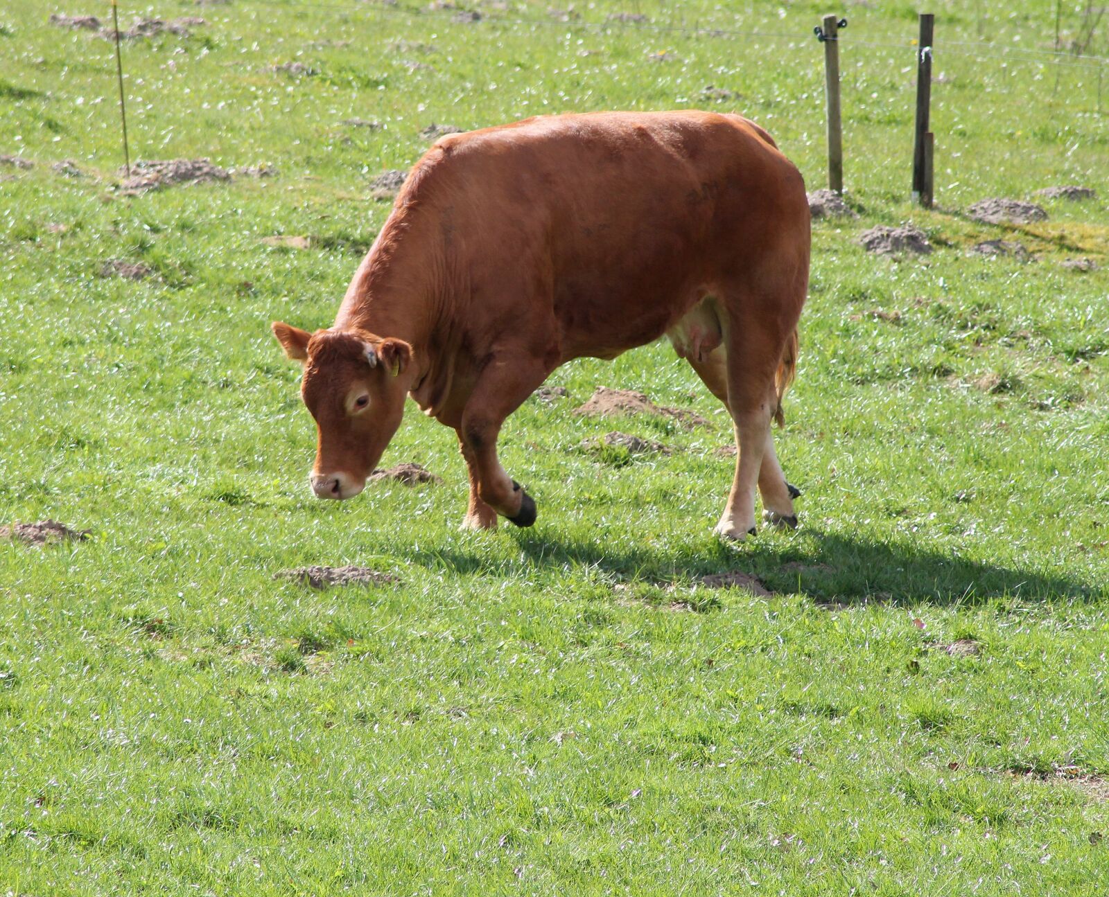 Canon EOS 1100D (EOS Rebel T3 / EOS Kiss X50) sample photo. Cow, expensive, livestock photography